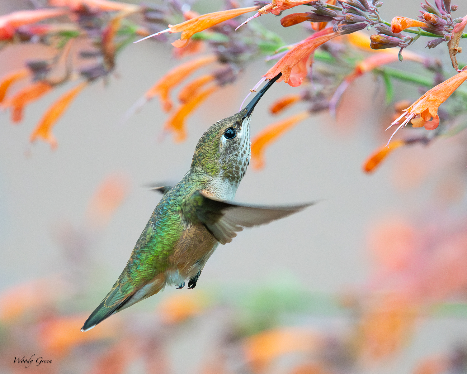 HummerFeeding-282.jpg