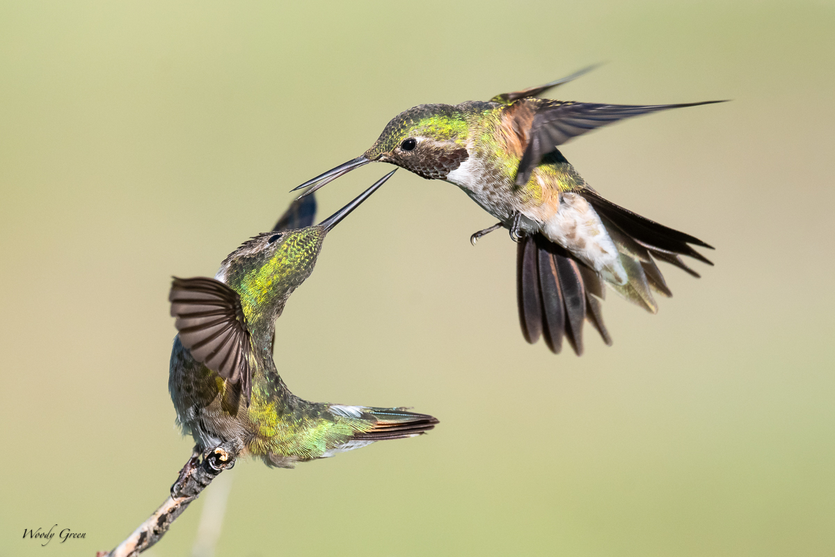 HummerFight-46.jpg