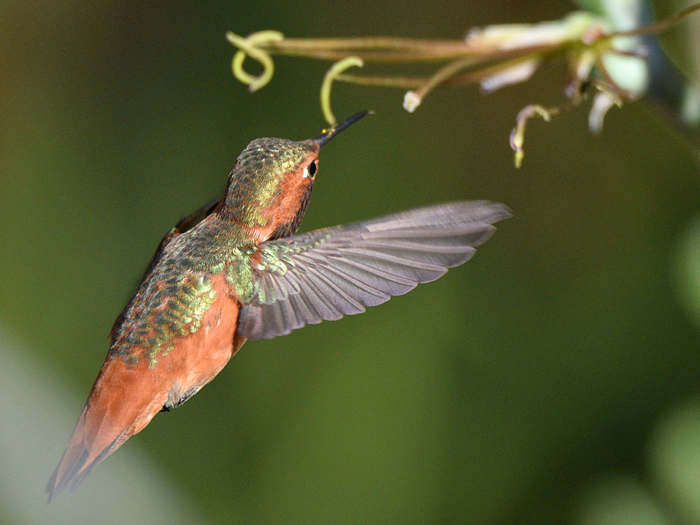 HummerFligh2.jpg