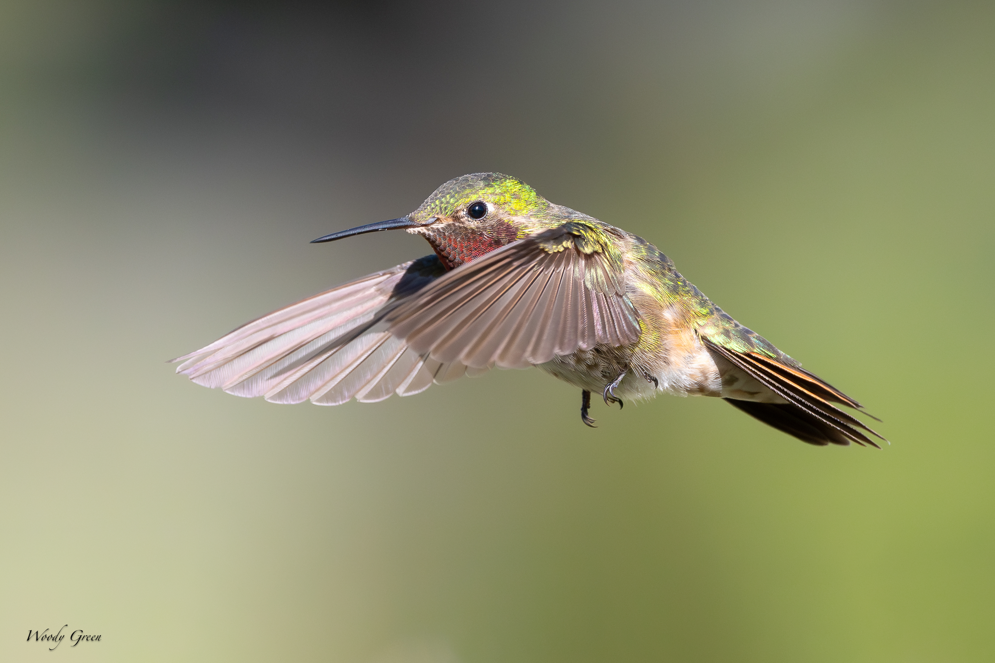 HummerFlight-56.jpg