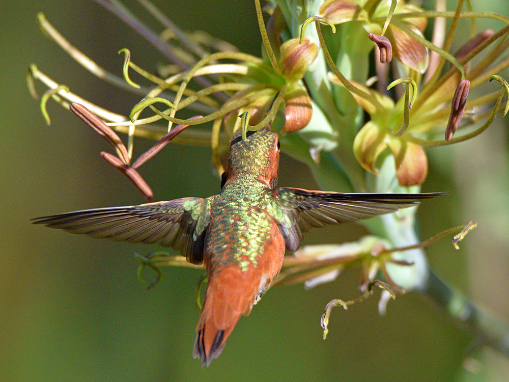 HummerFlight.jpg