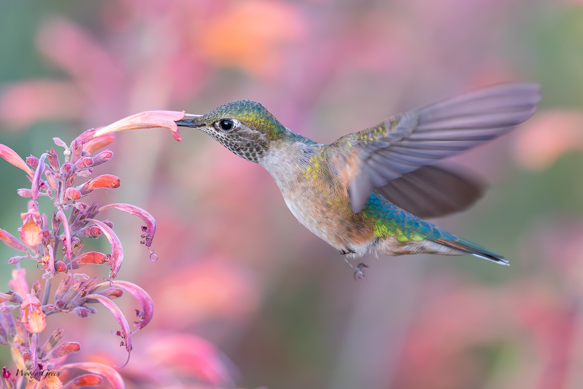 HummerFlower-105.jpg