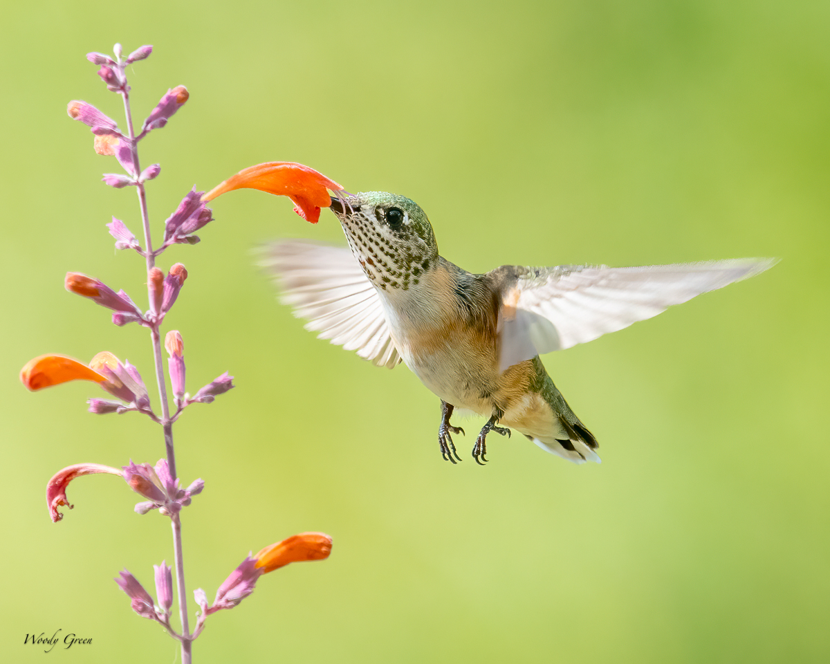 HummerFlower-24.jpg