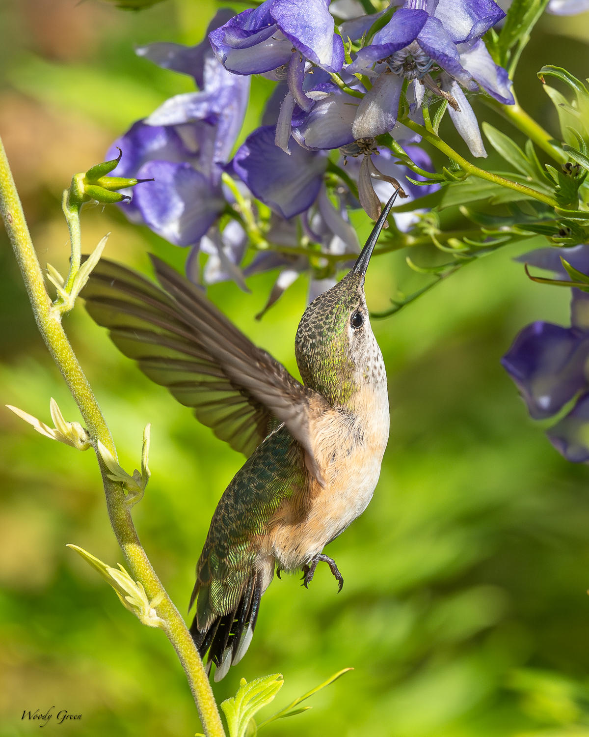 HummerFlower-265.jpg