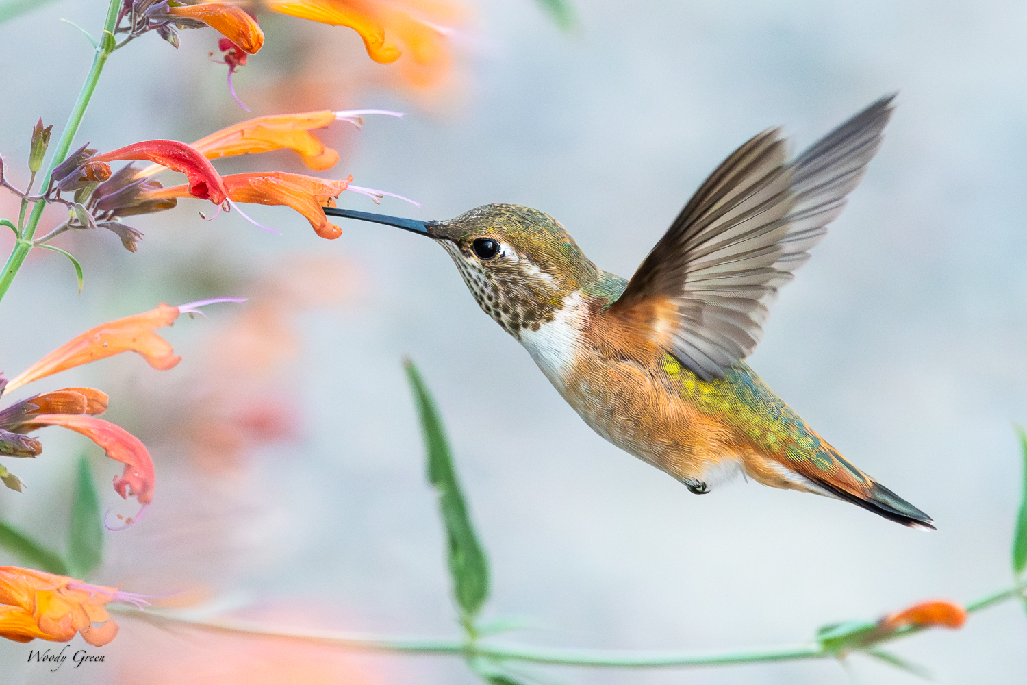 HummerFlower-266.jpg