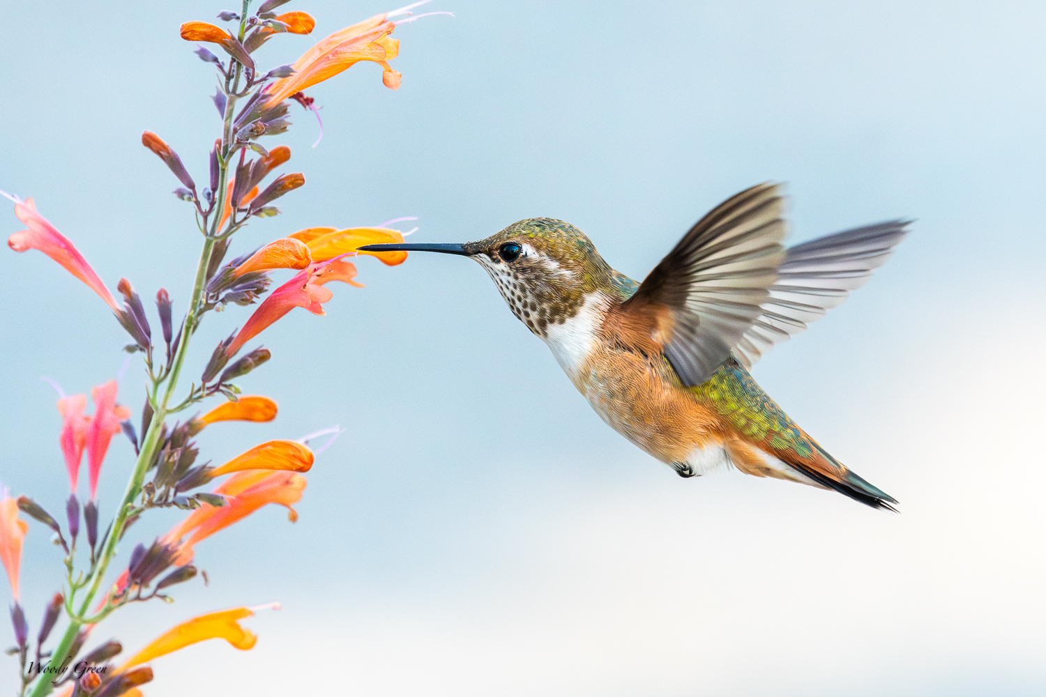 HummerFlower-267.jpg