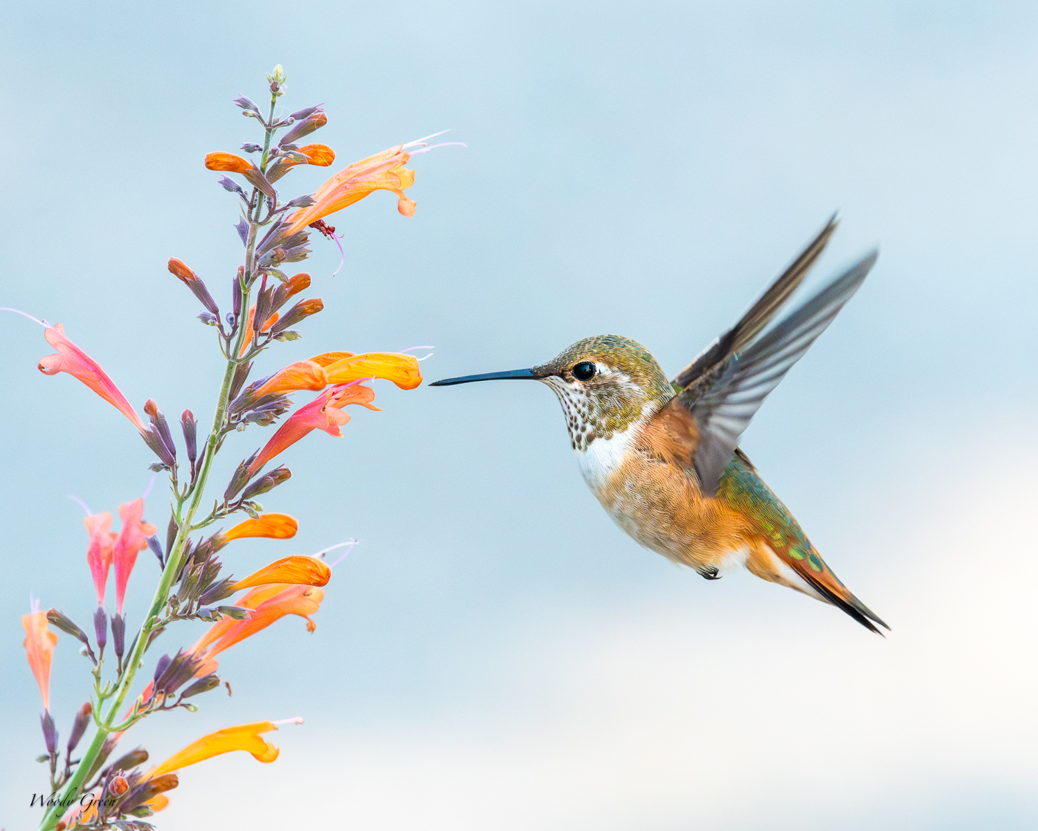 HummerFlower-268.jpg