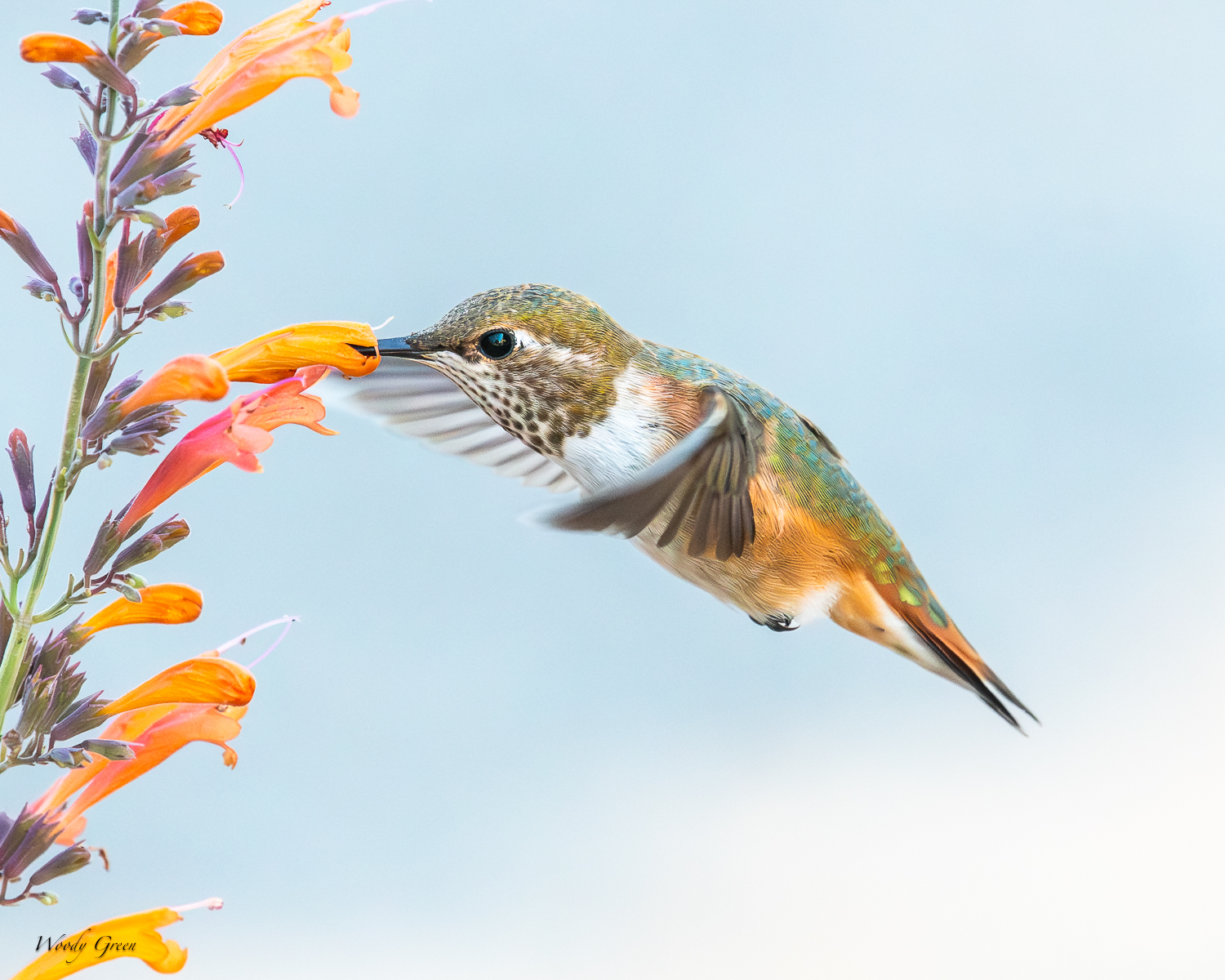 HummerFlower-269.jpg