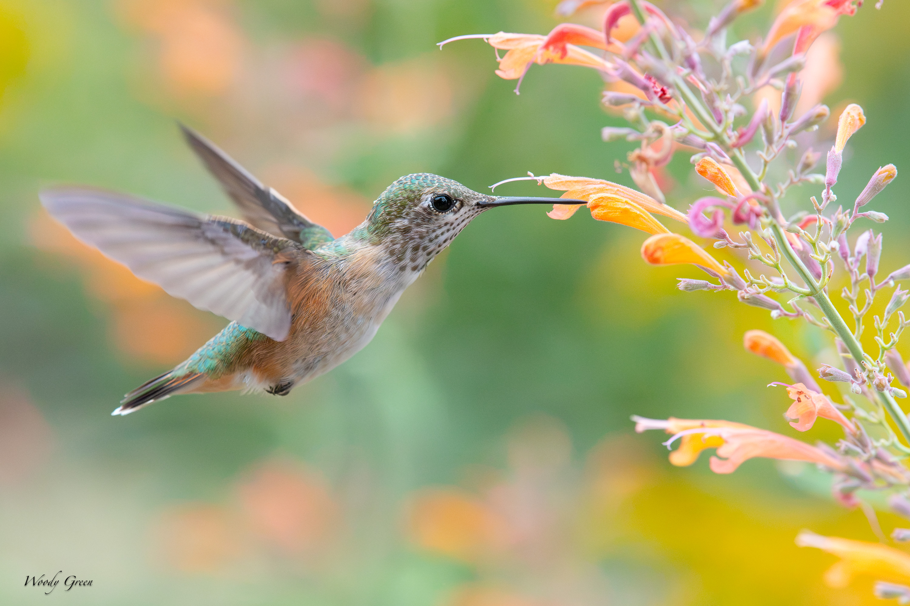 HummerFlower-735.jpg