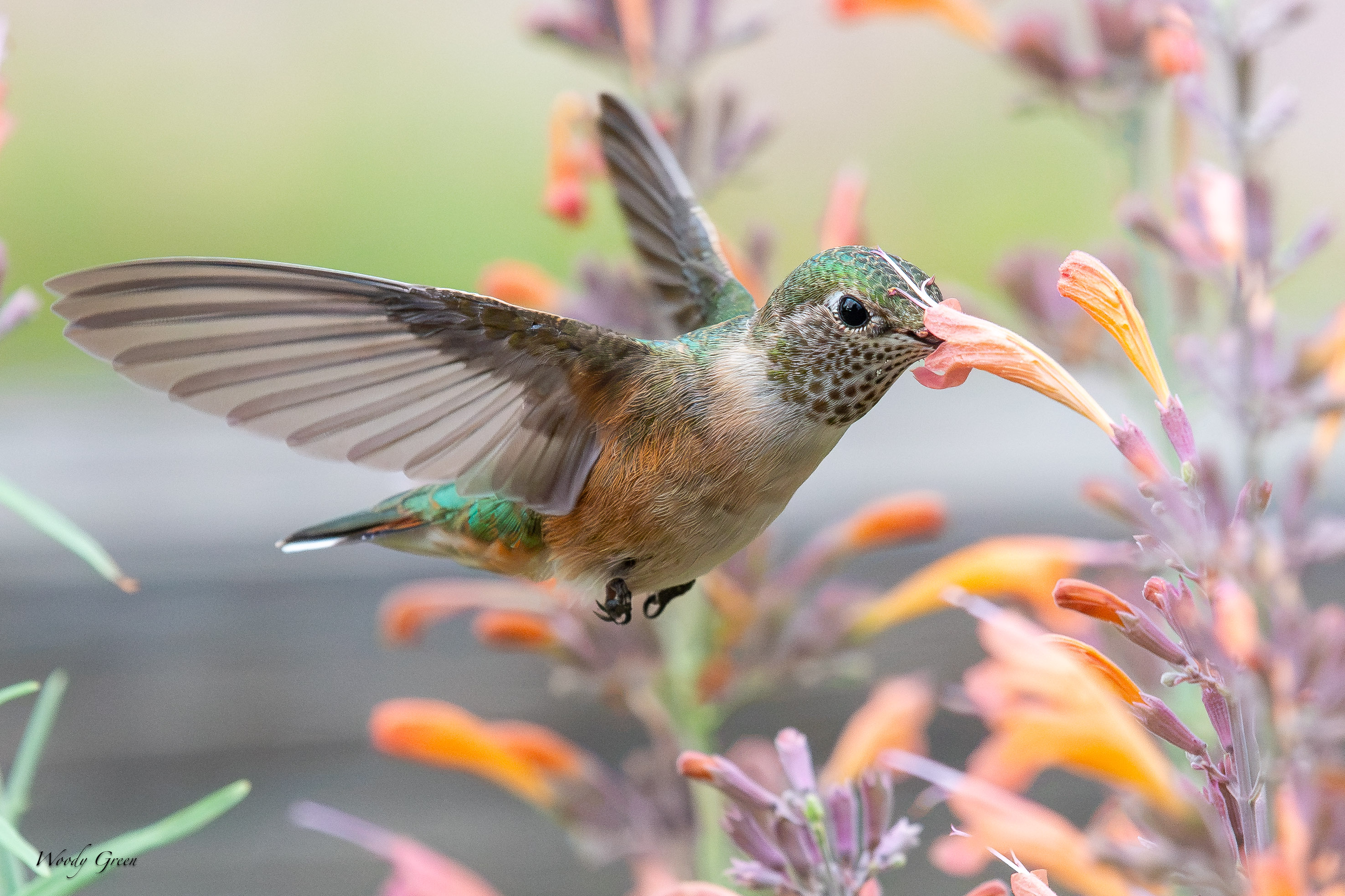 HummerFlower-736.jpg