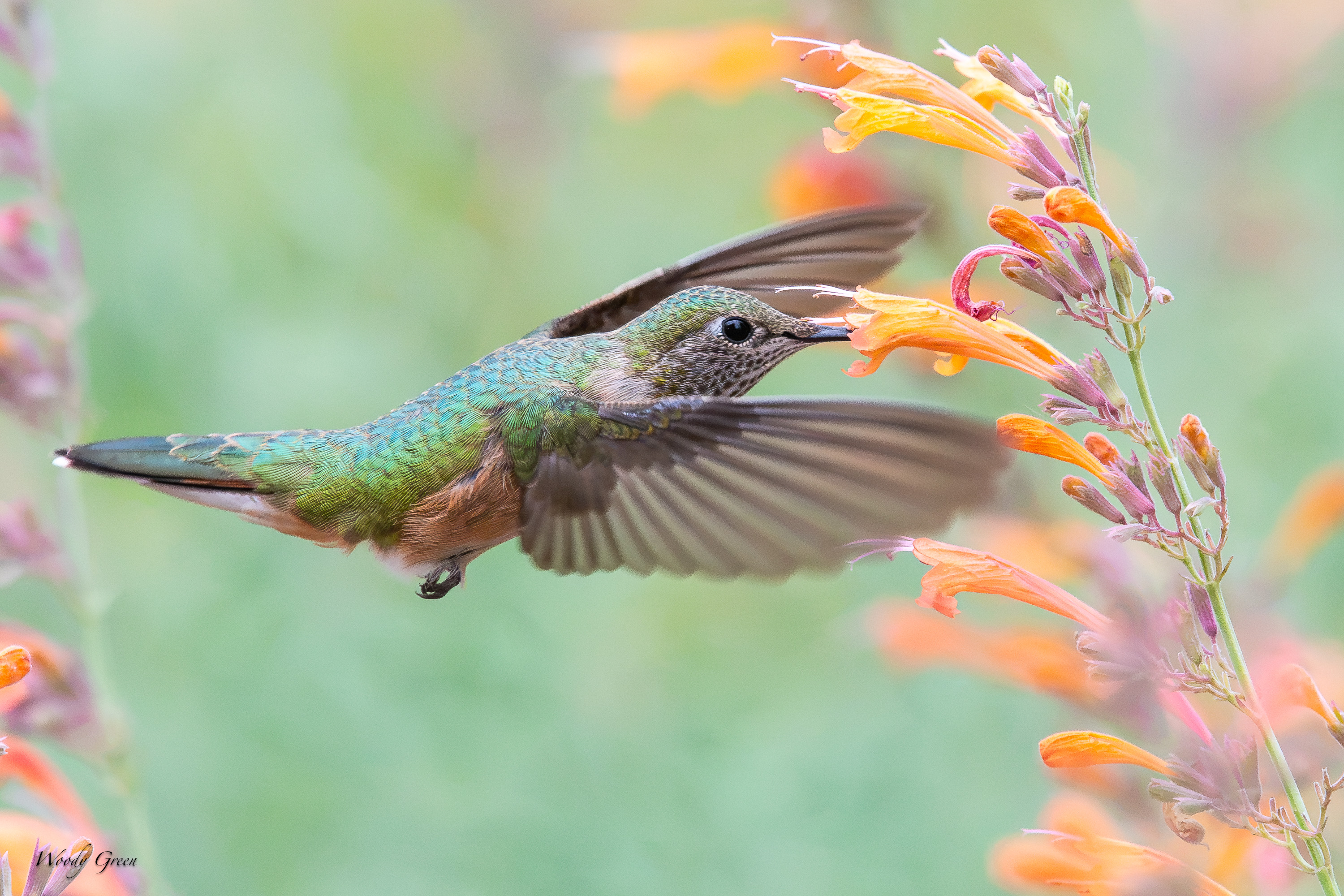 HummerFlower-737.jpg
