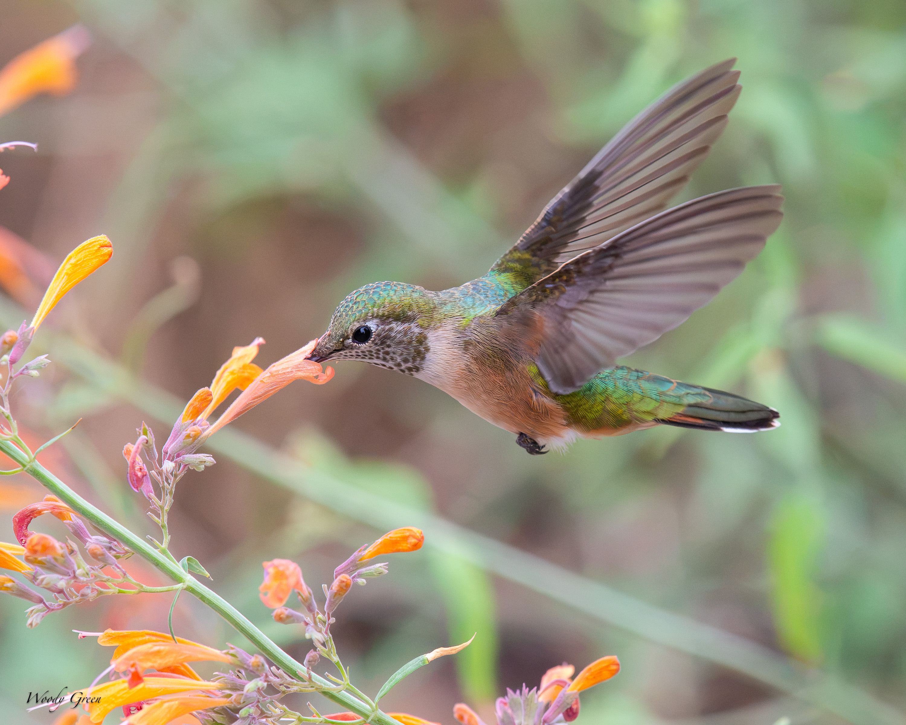 HummerFlower-738.jpg