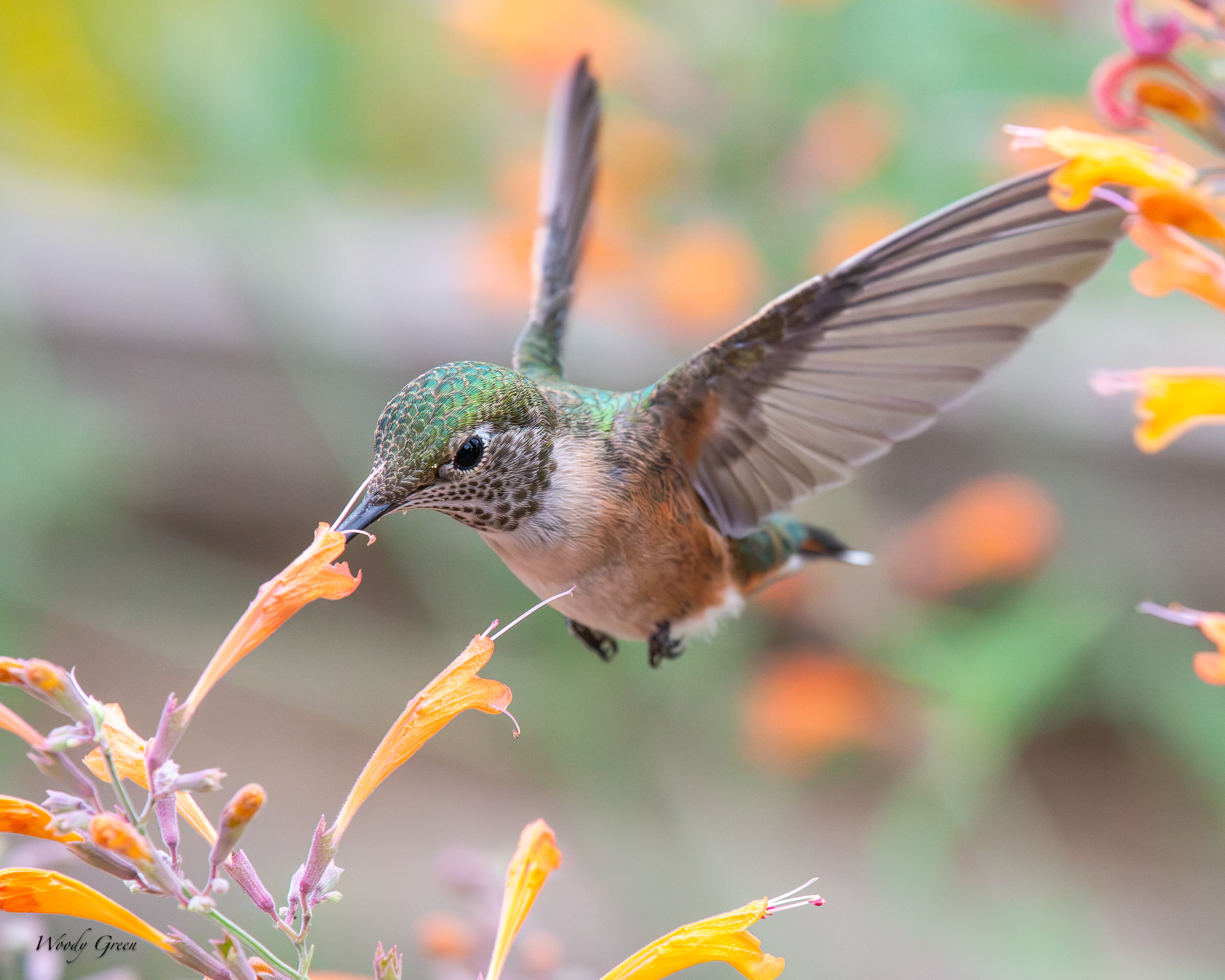 HummerFlower-739.jpg