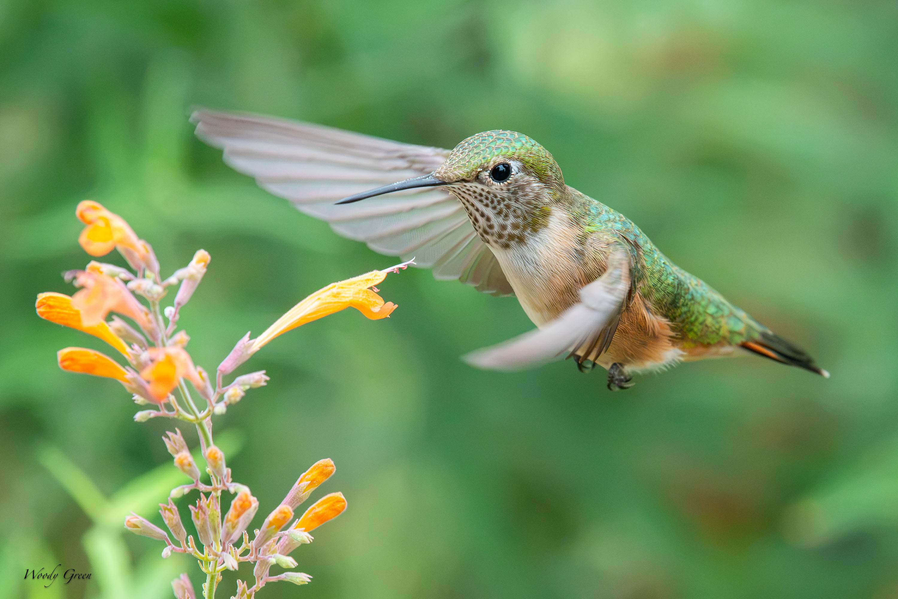 HummerFlower-740.jpg