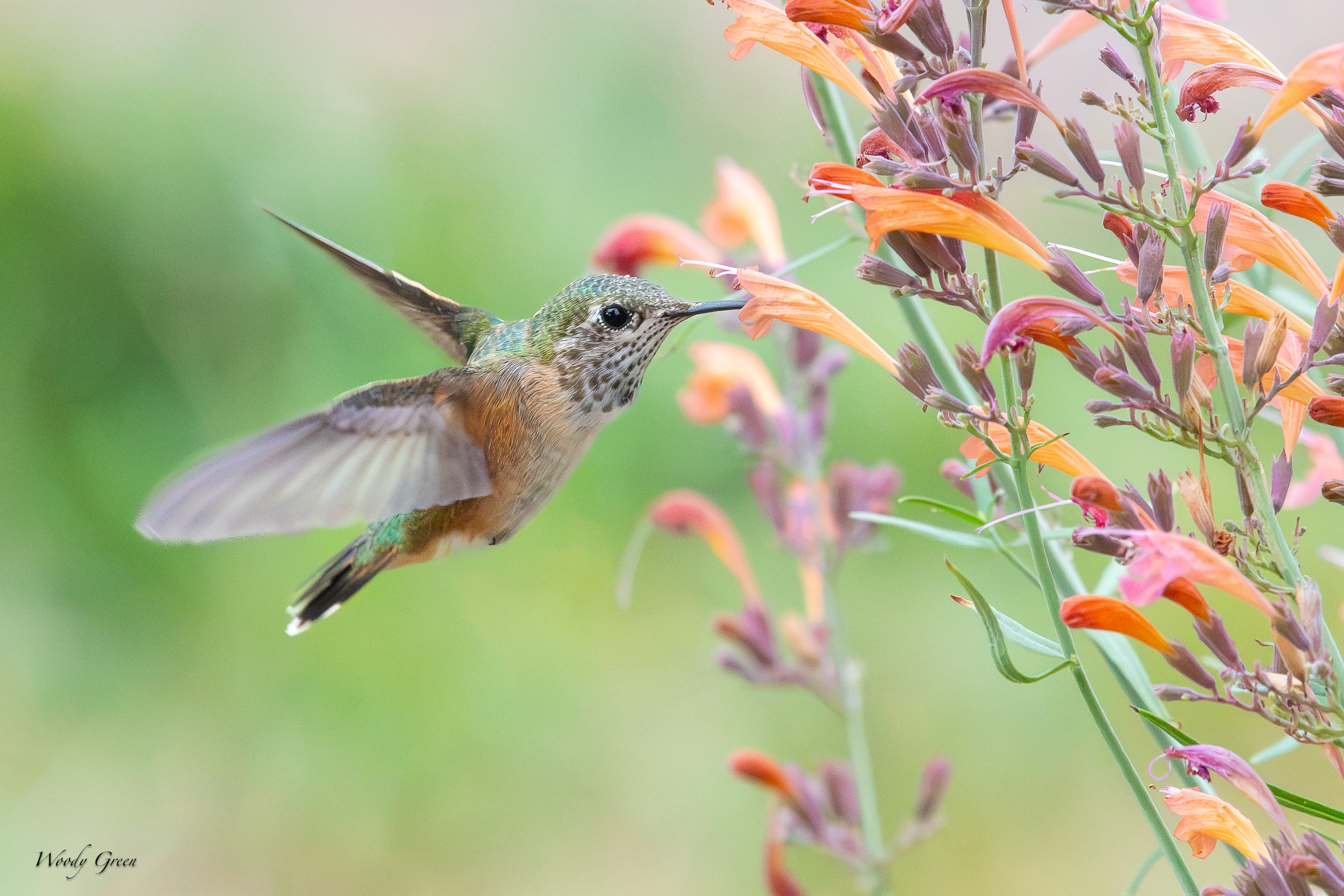 HummerFlower-741.jpg