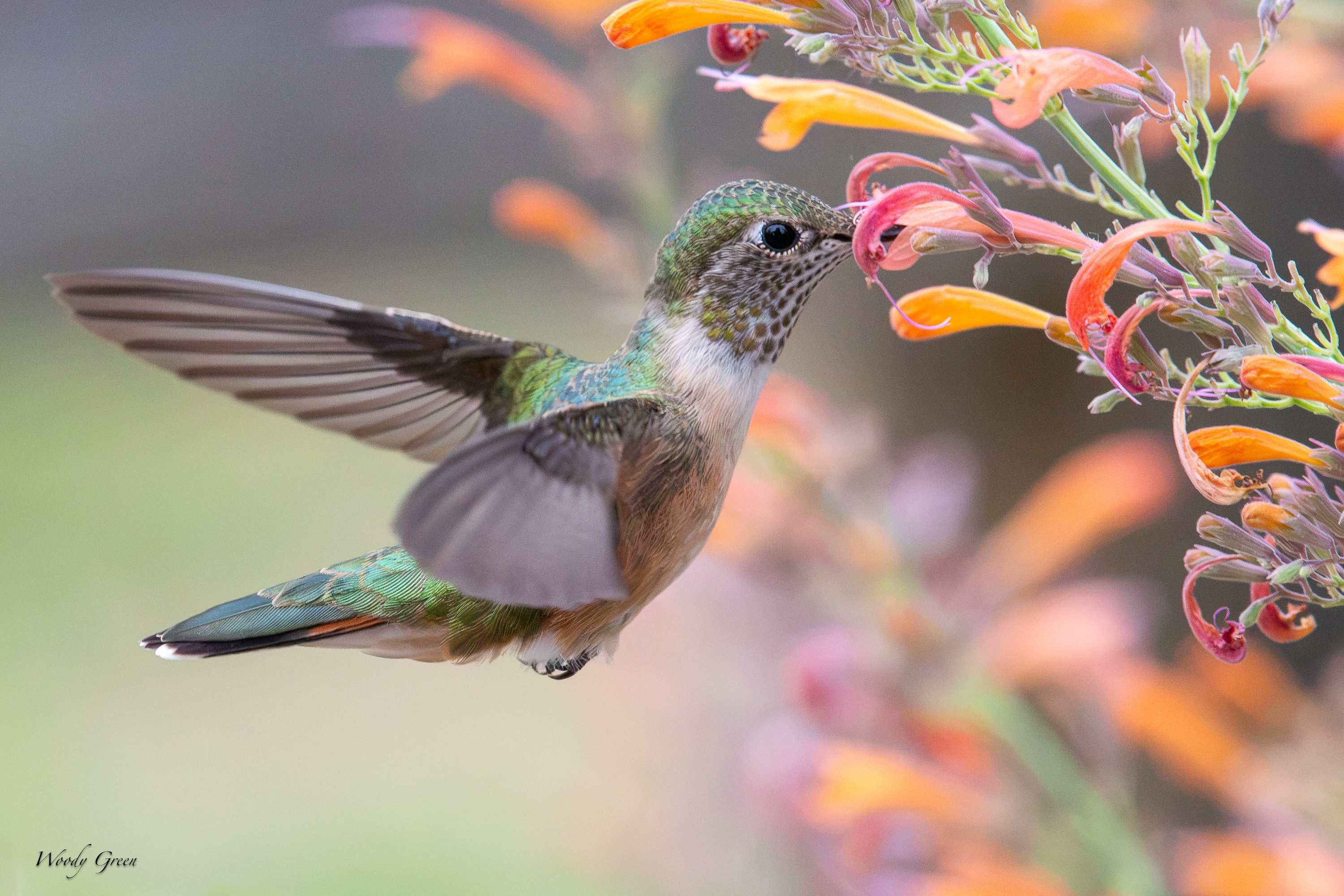 HummerFlower-742.jpg