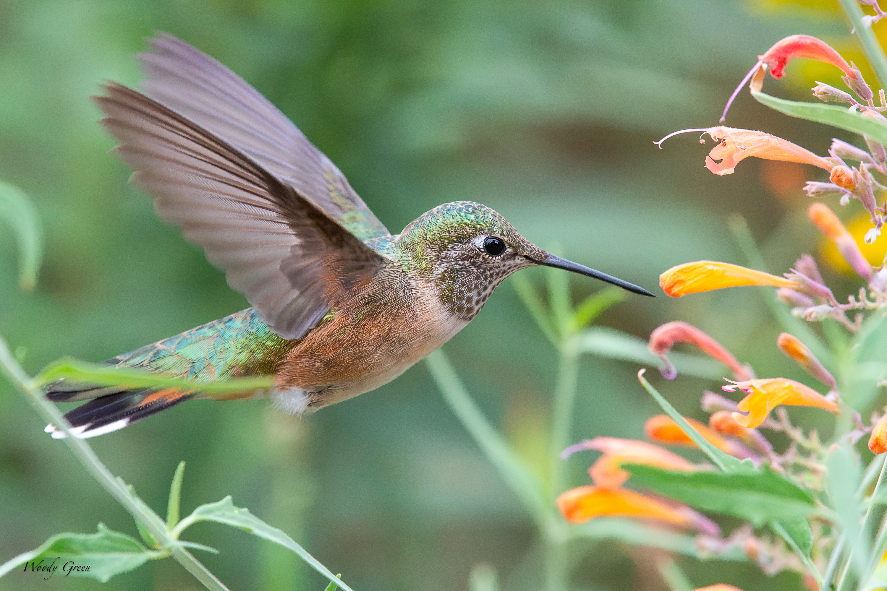 HummerFlower-743.jpg