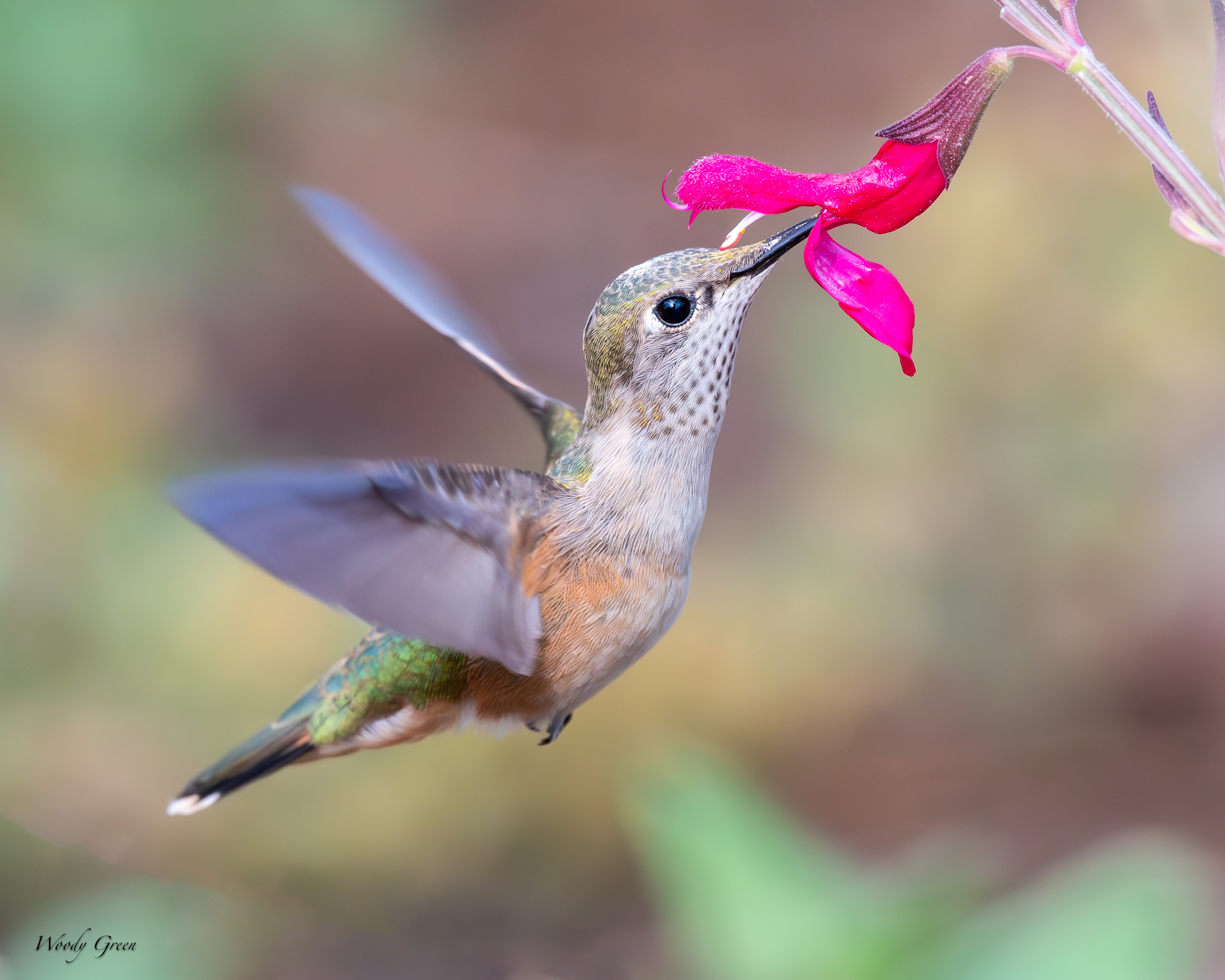 HummerFlower-78.jpg