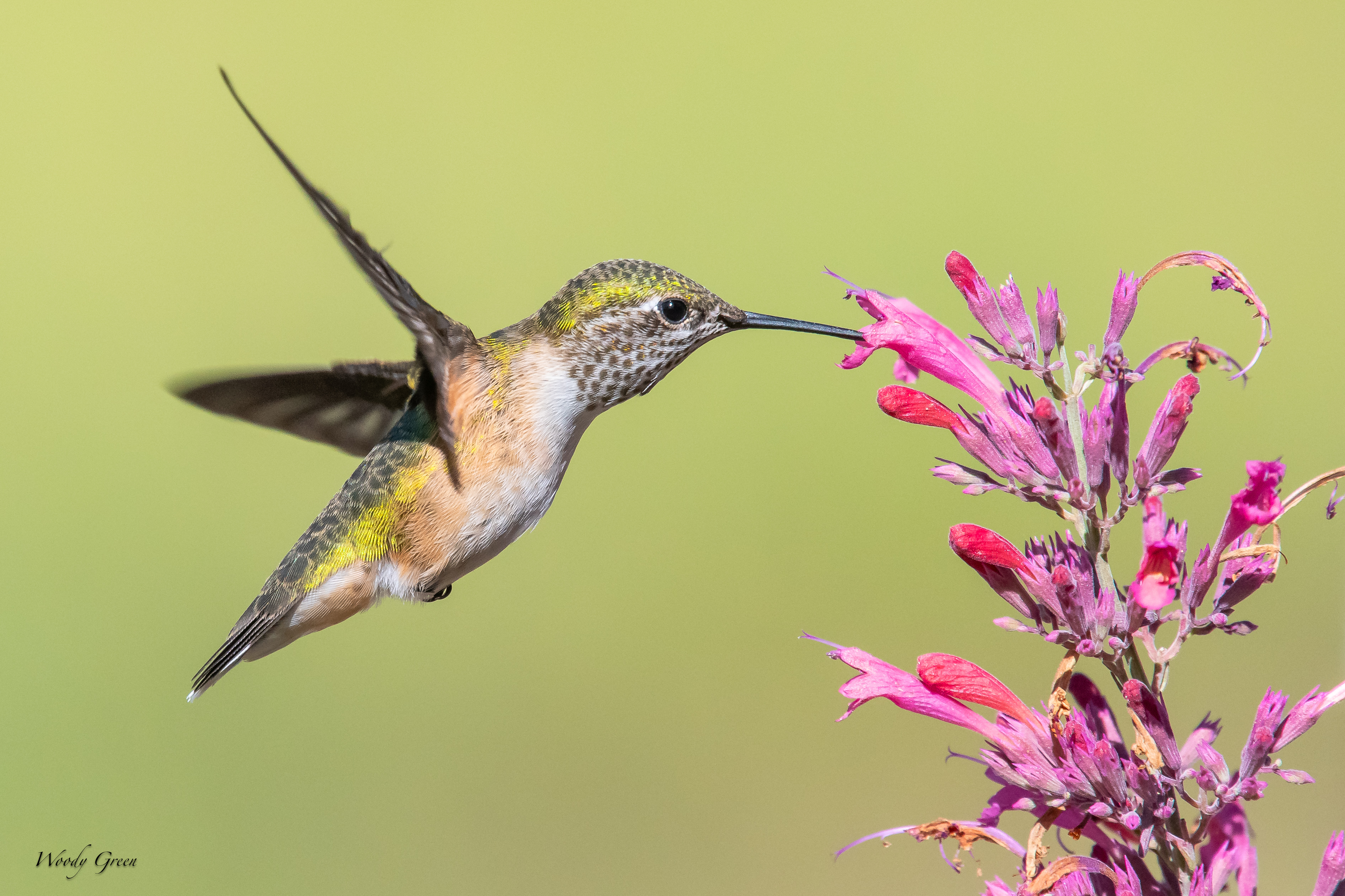 HummerFlower-83.jpg