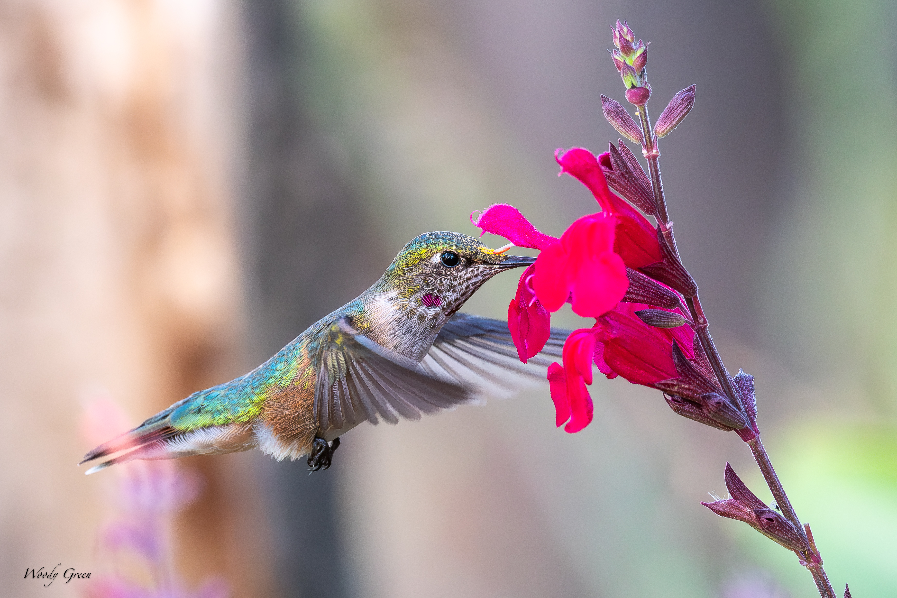 HummerFlower-84.jpg