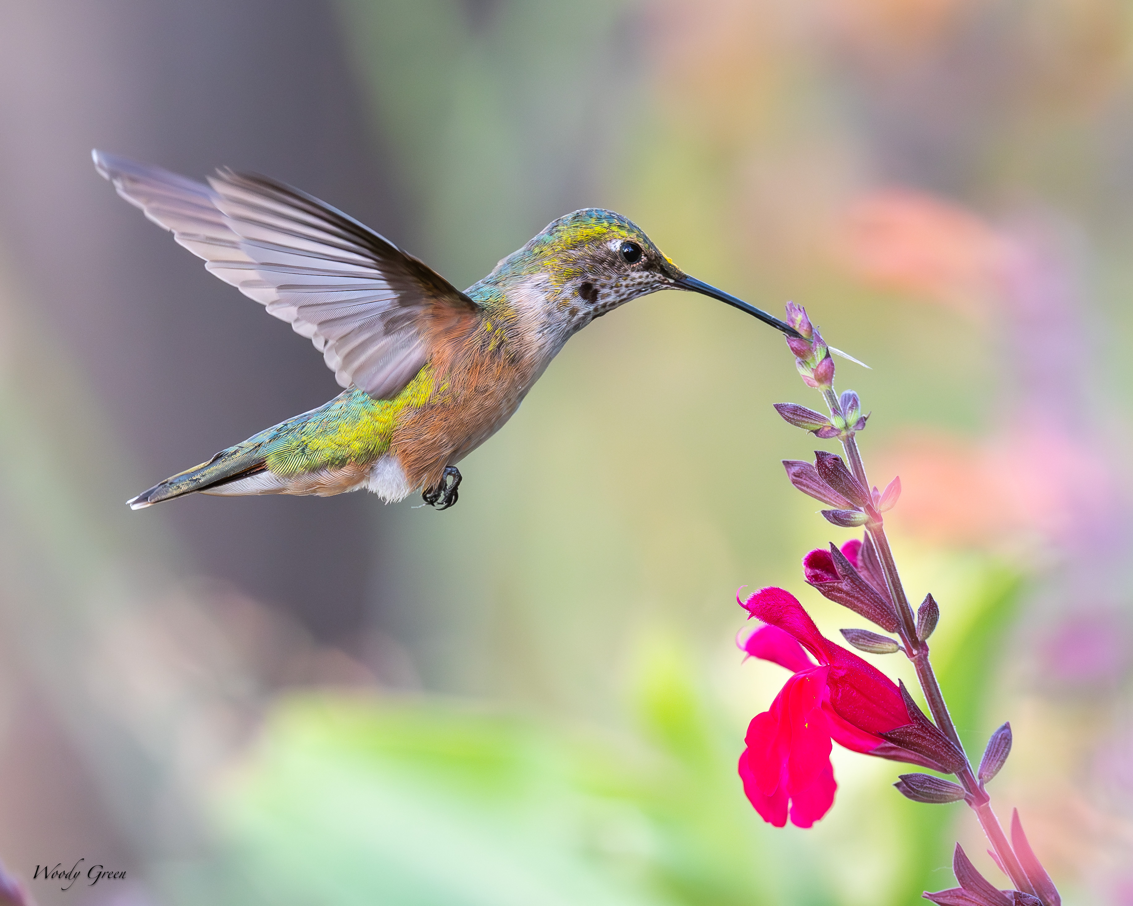 HummerFlower-85.jpg