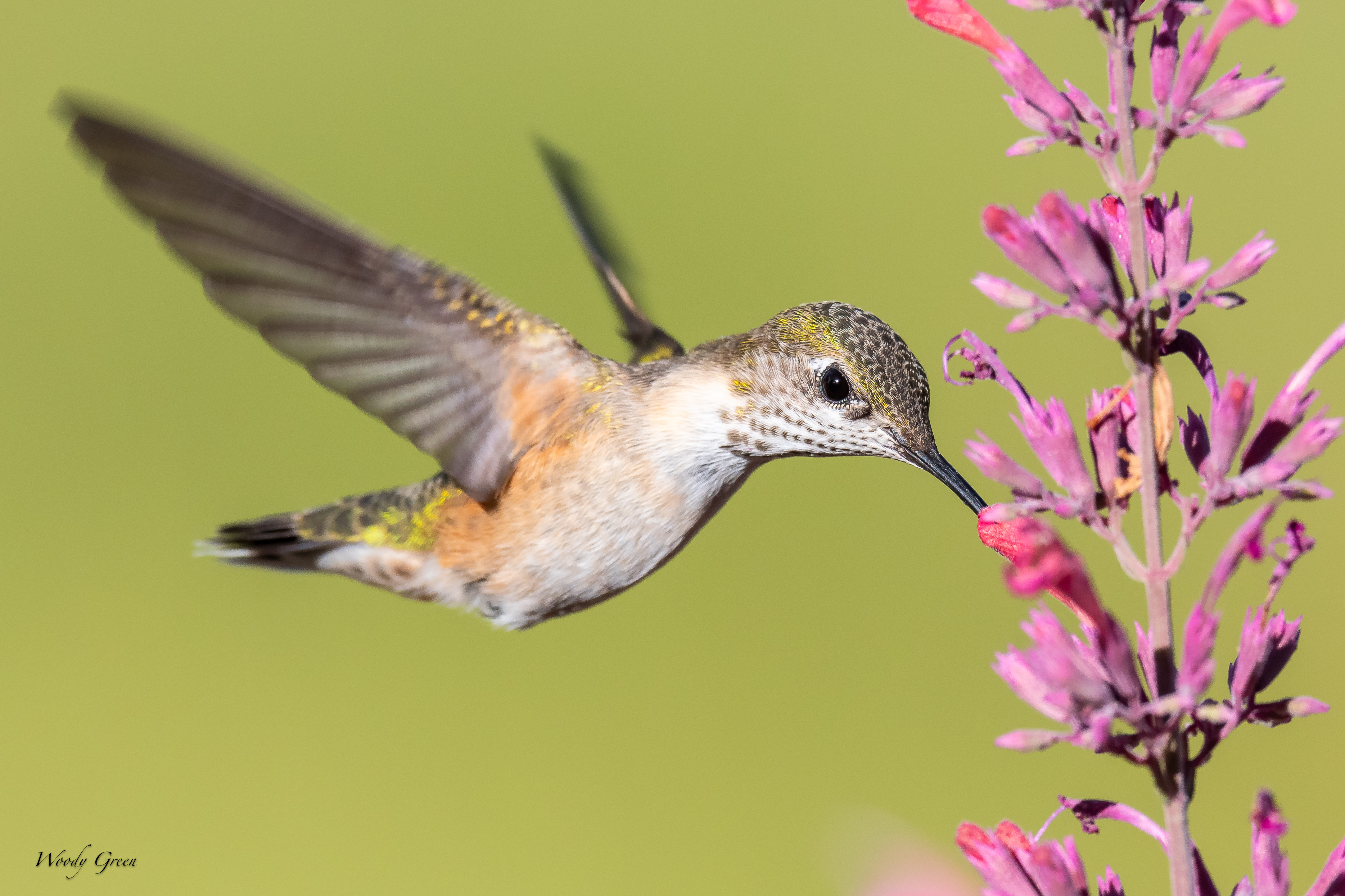 HummerFlower-86.jpg