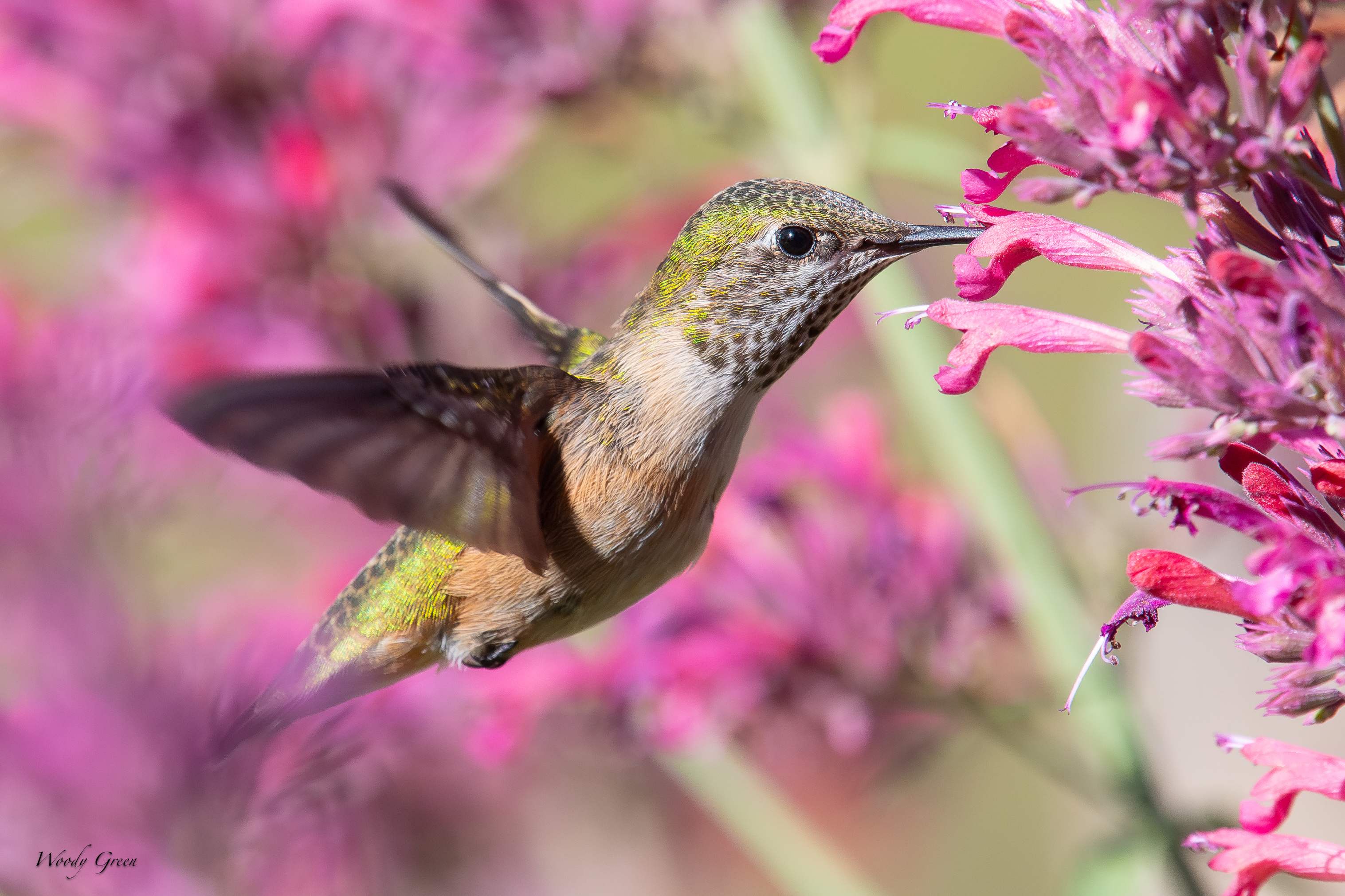HummerFlower-90.jpg