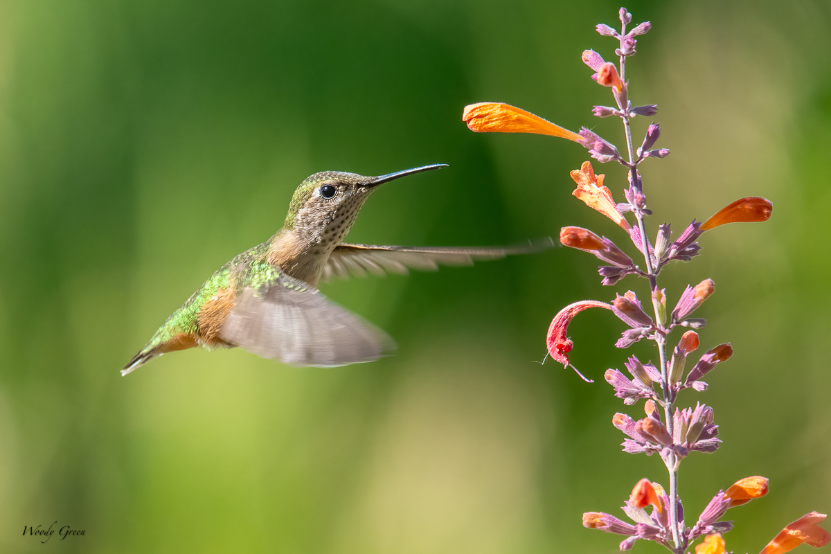 HummerFlowers-23.jpg
