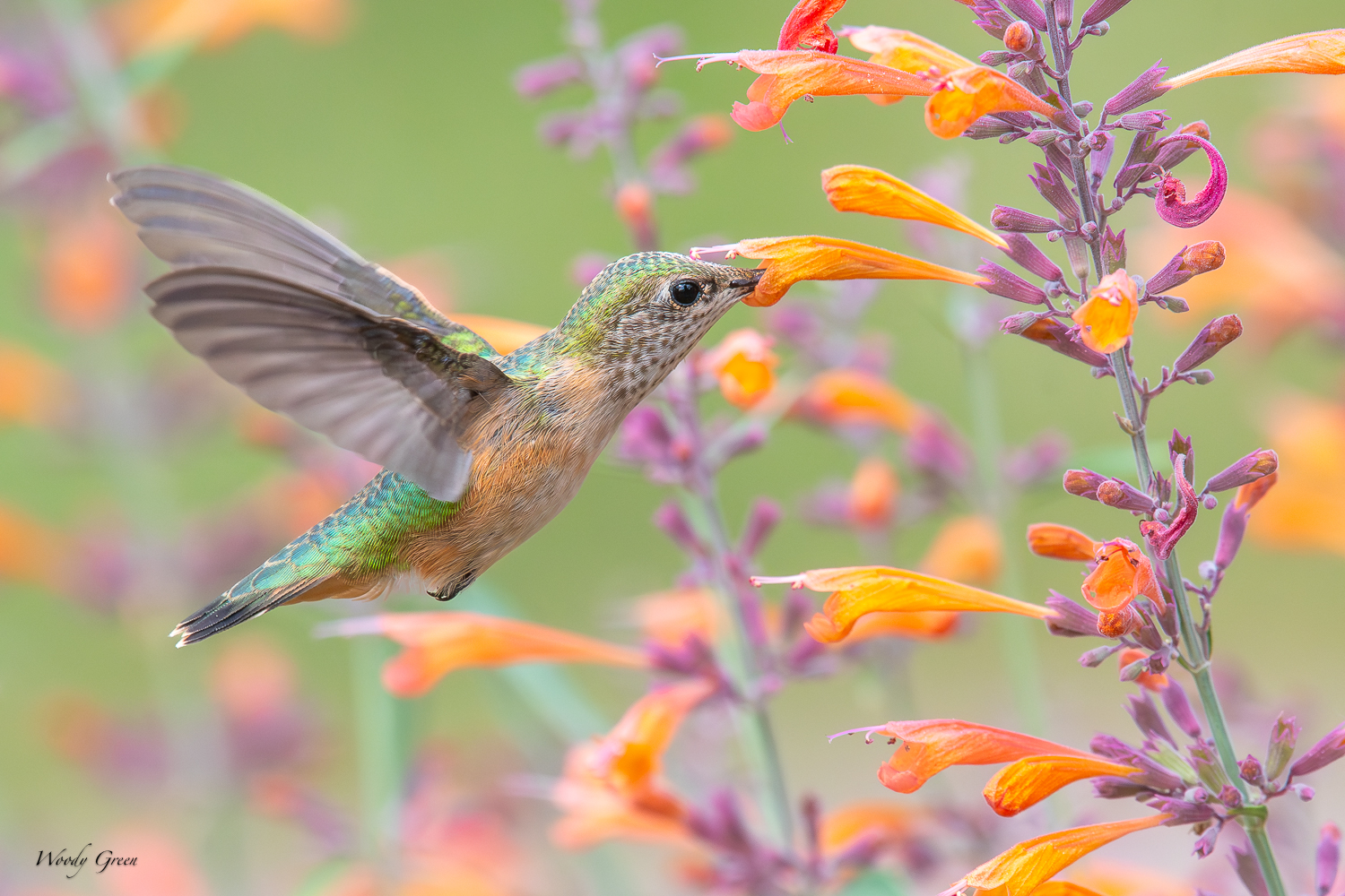HummerFlowers-275.jpg