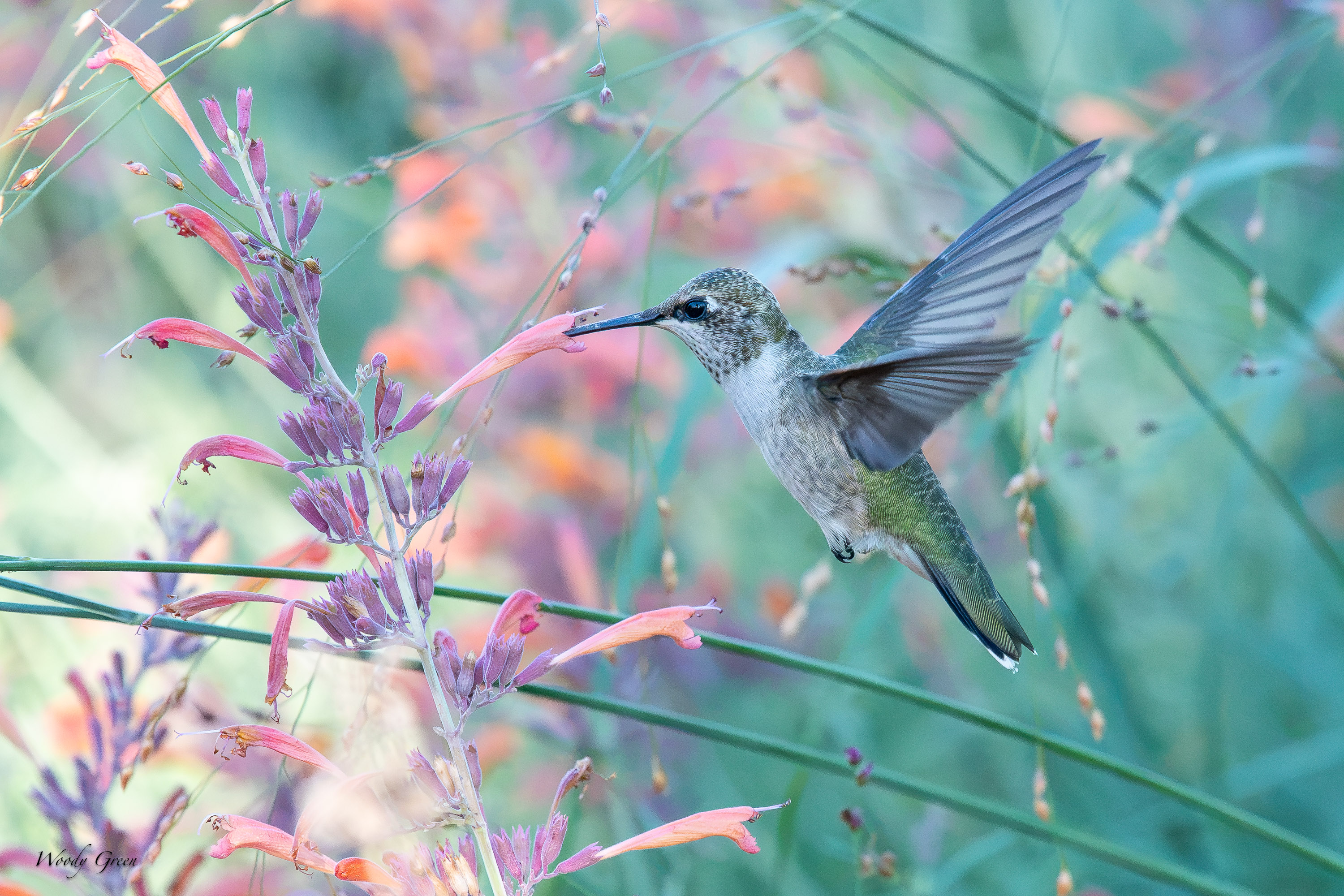 HummerFlowers-739.jpg