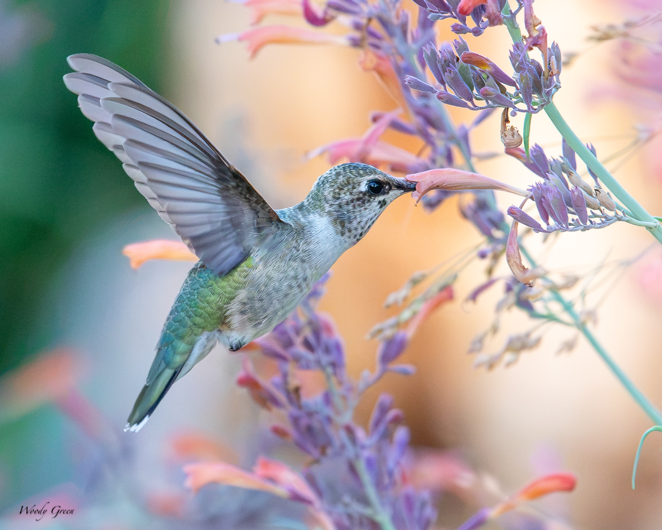 HummerFlowers-740.jpg