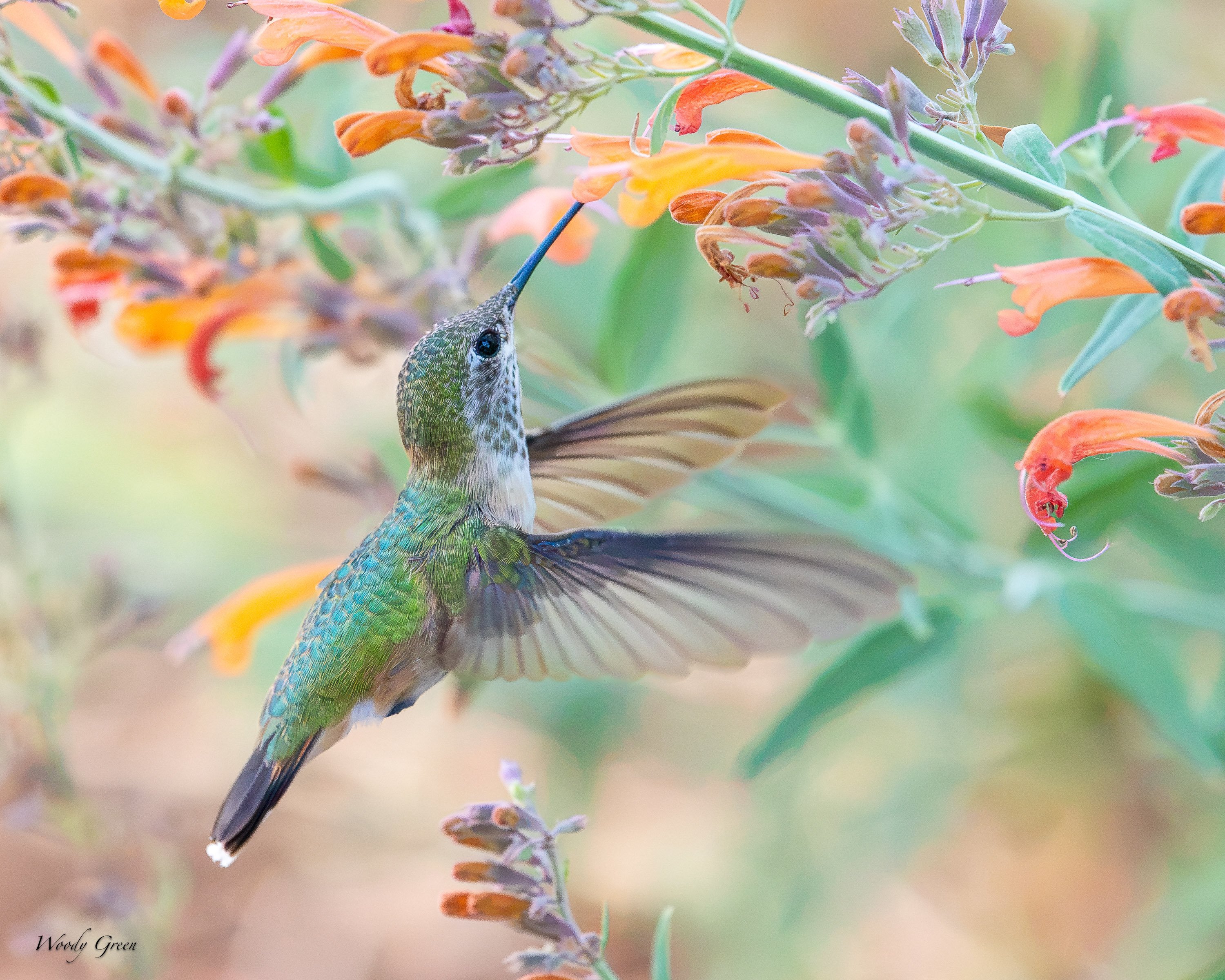 HummerFlowers-741.jpg