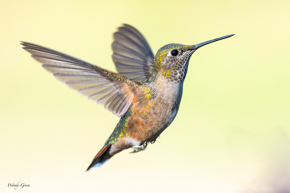 HummerHover-100.jpg