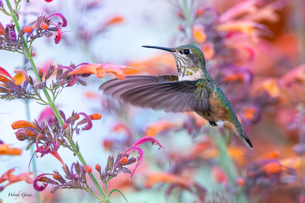 HummerHover-105.jpg