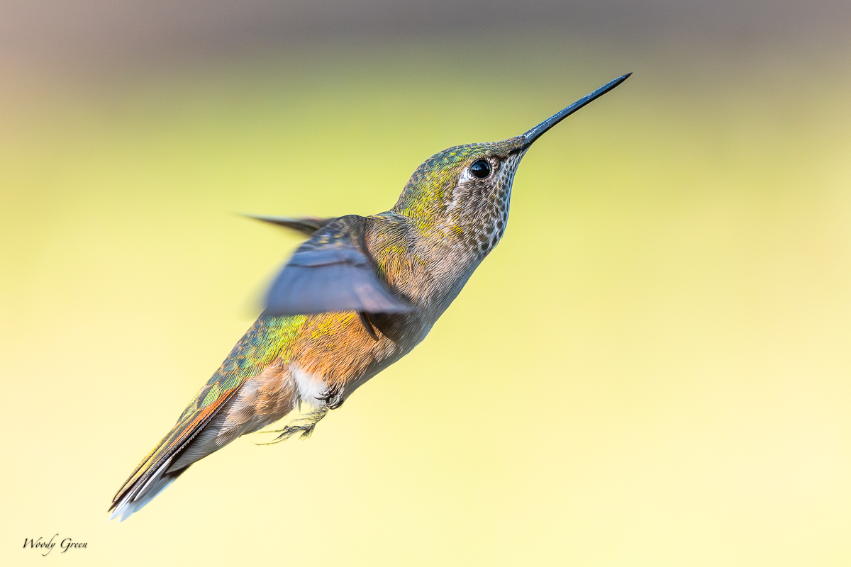 HummerHover-98.jpg