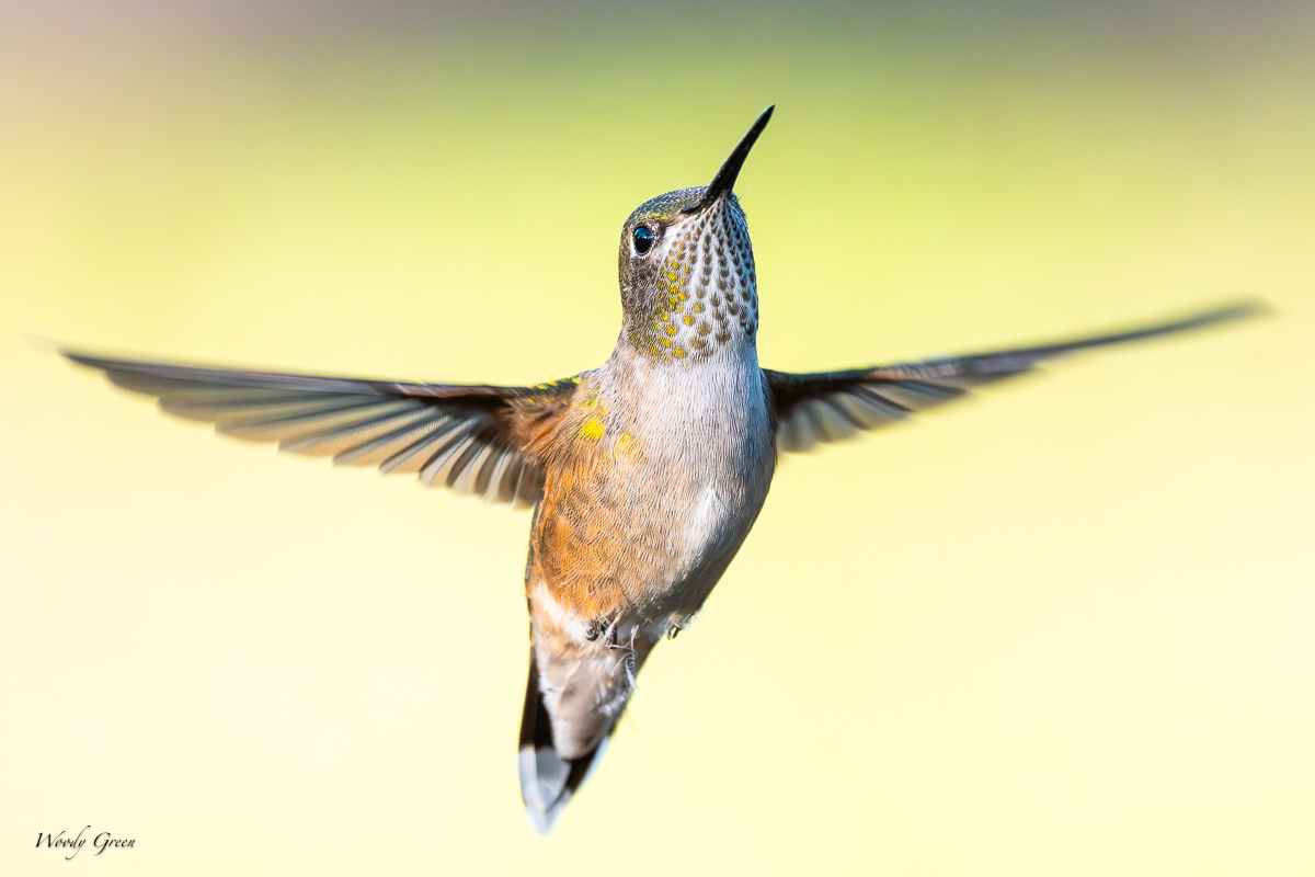HummerHover-99.jpg