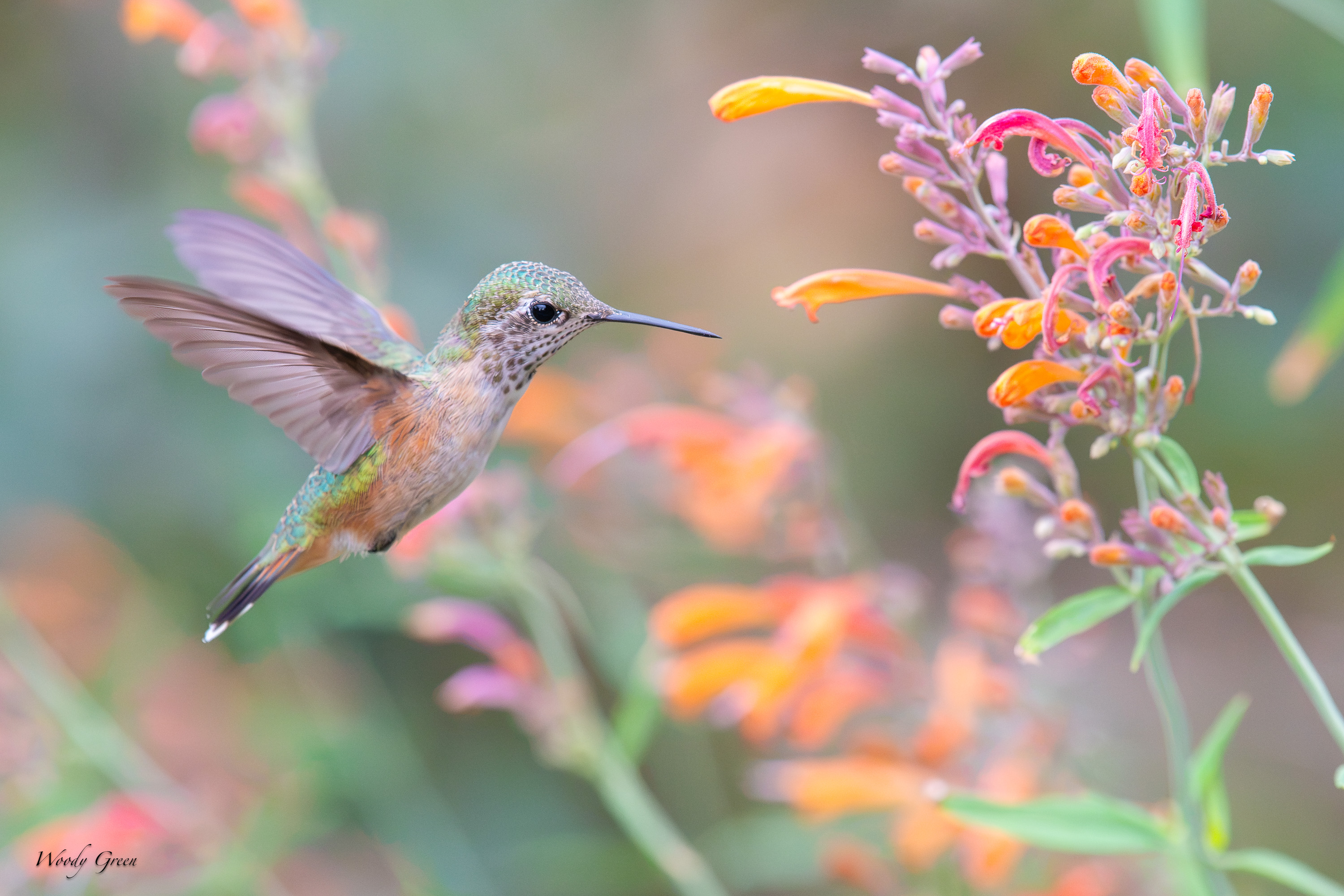 HummerHovering-736.jpg