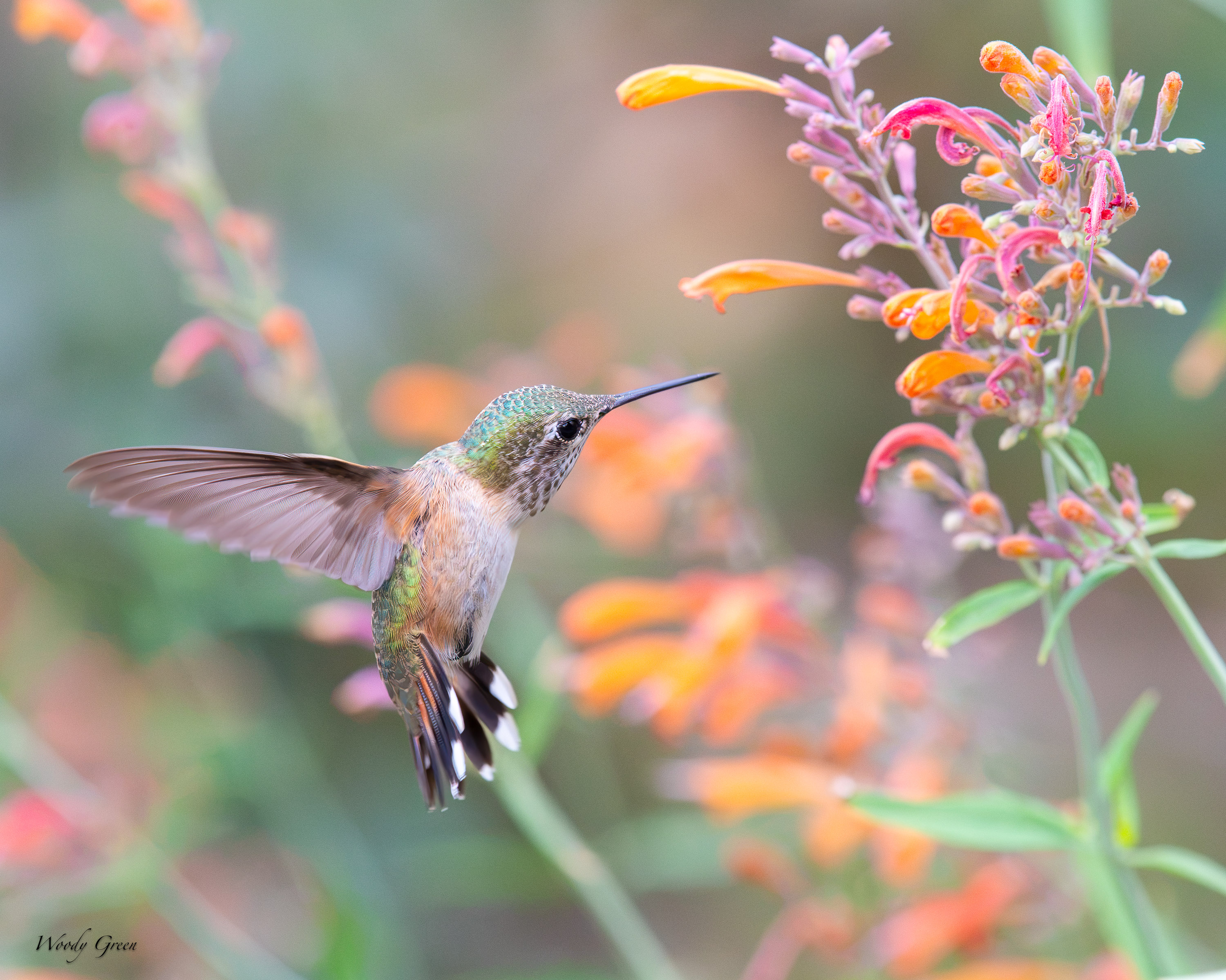 HummerHovering-737.jpg