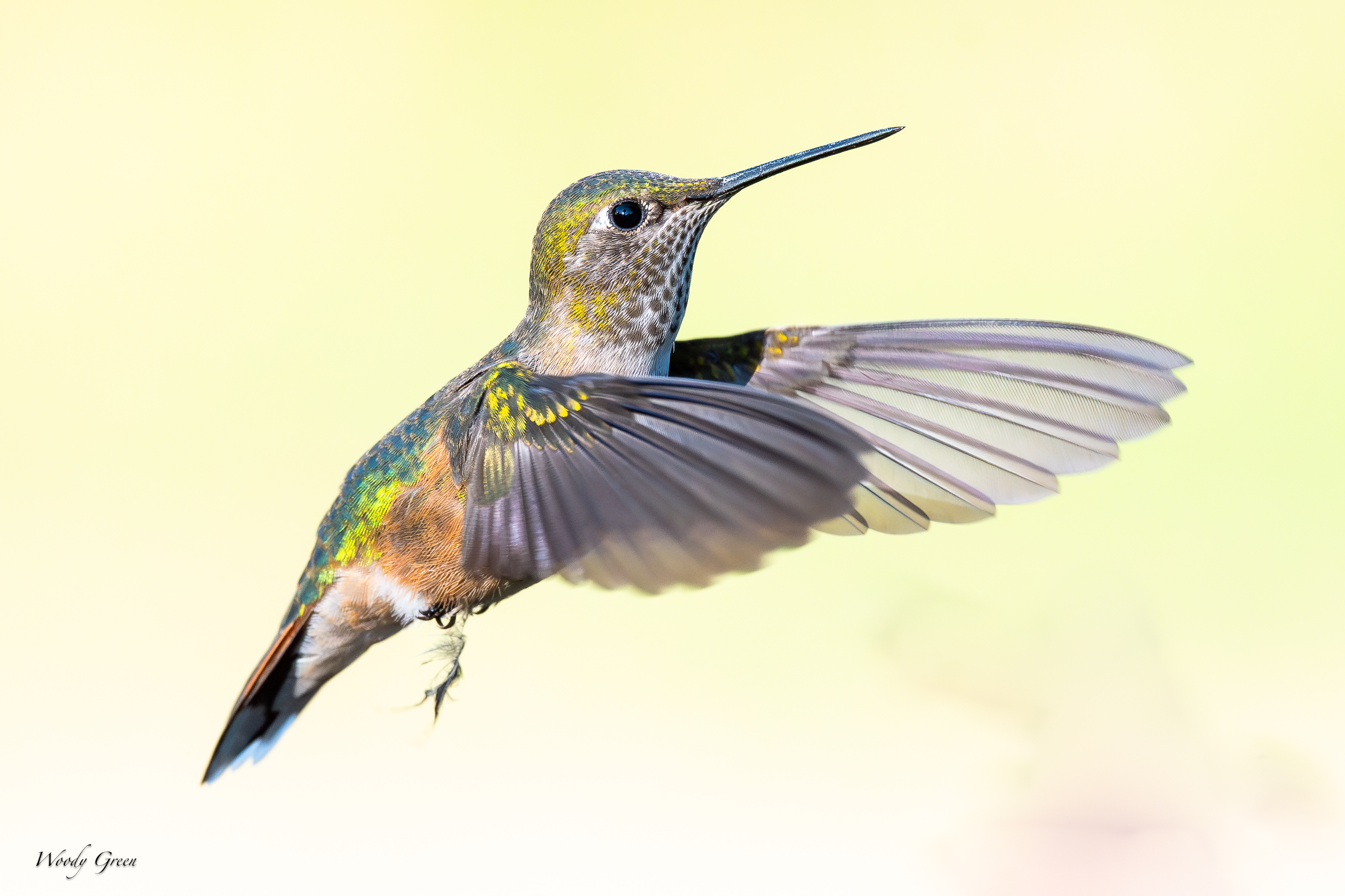 HummerHovering-96.jpg