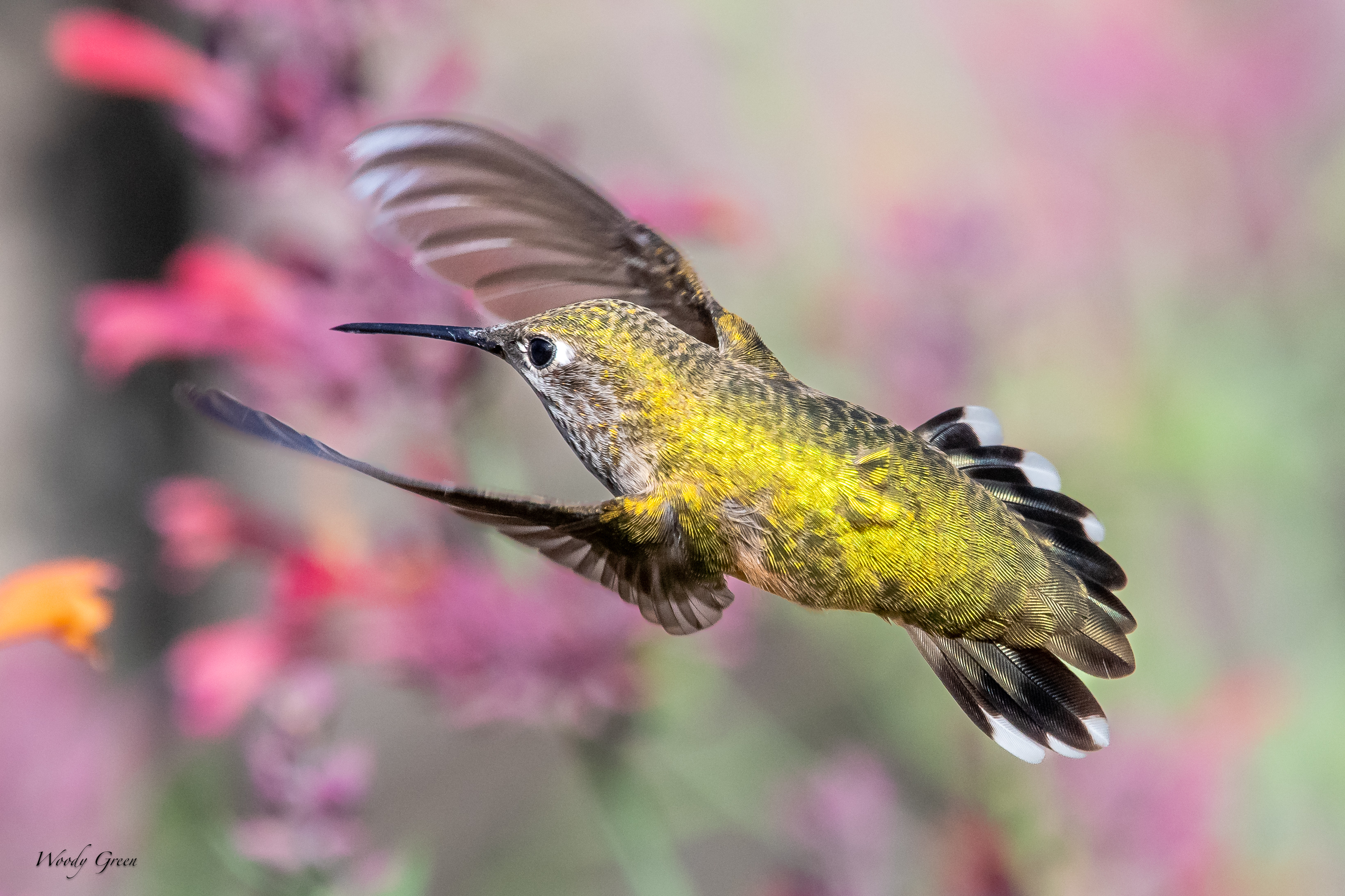 HummerOnTheGo-82.jpg