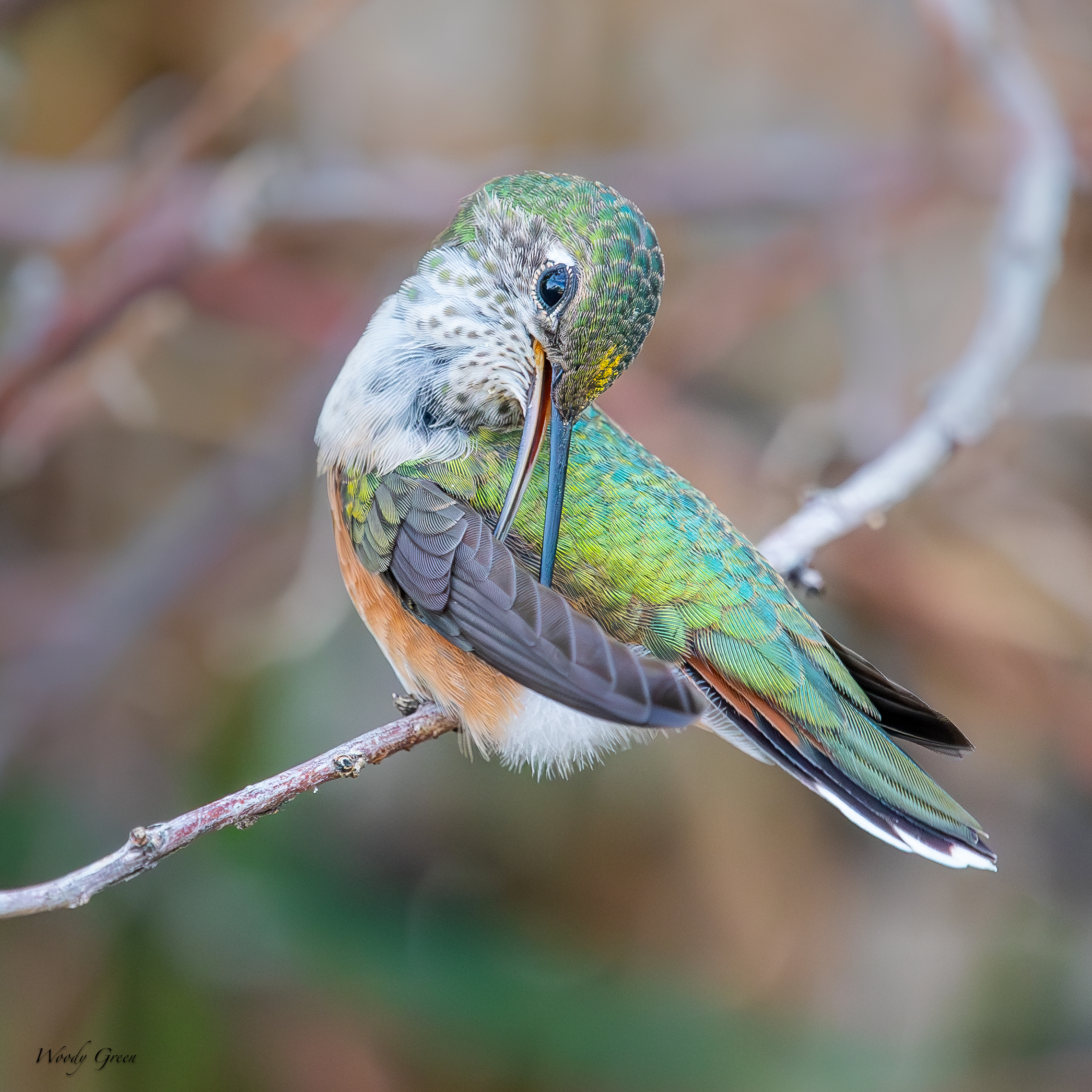 HummerPreening-81.jpg