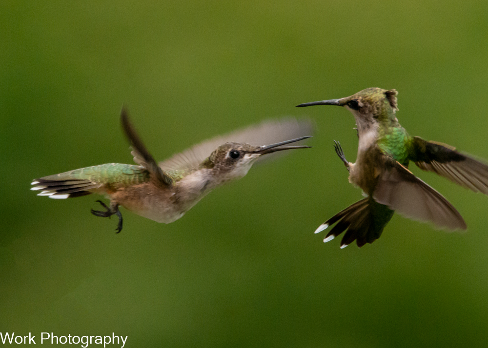 Hummers-0451-Edit.jpg