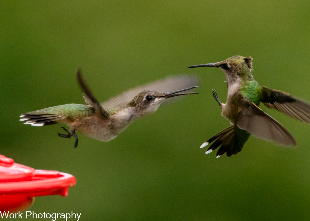 Hummers-0451.jpg