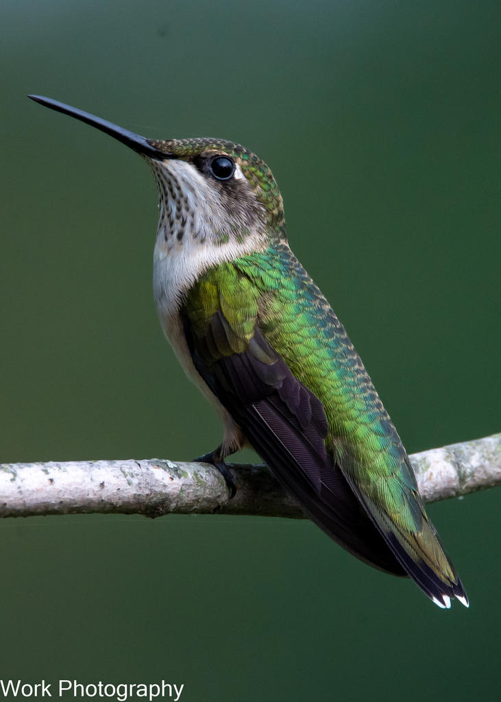 hummers-0510.jpg