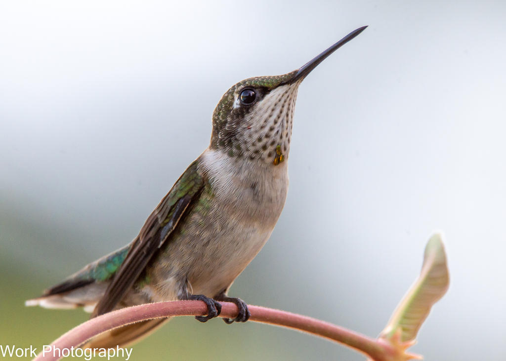 hummers-0654.jpg