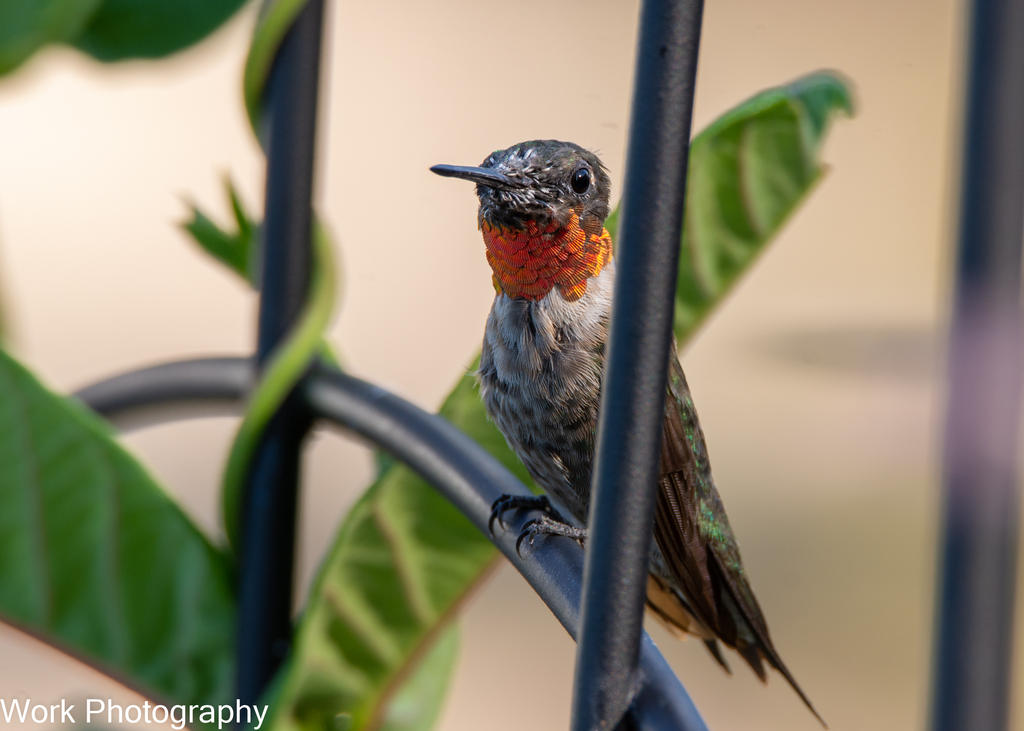 hummers-0677.jpg
