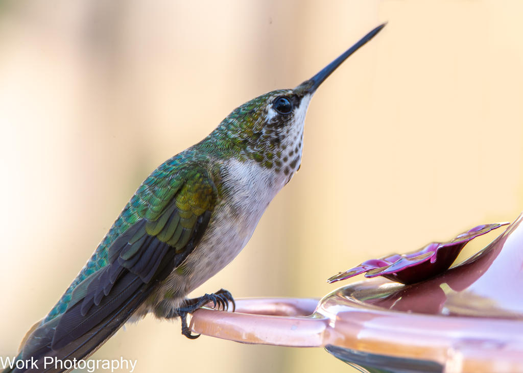hummers-0700-Edit.jpg