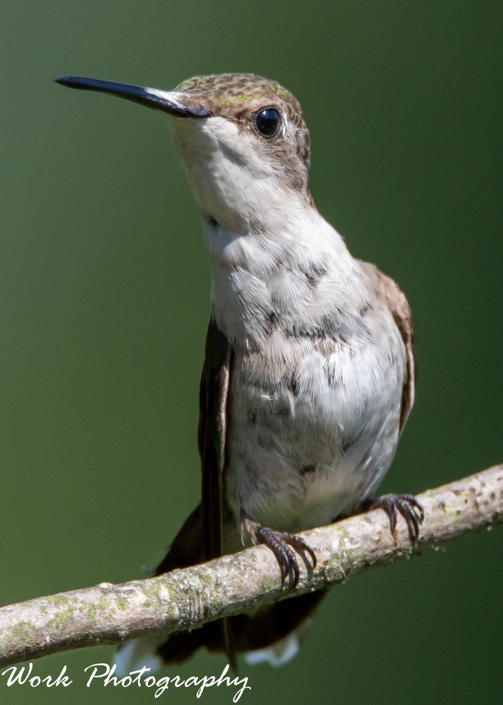 hummers-0718.jpg