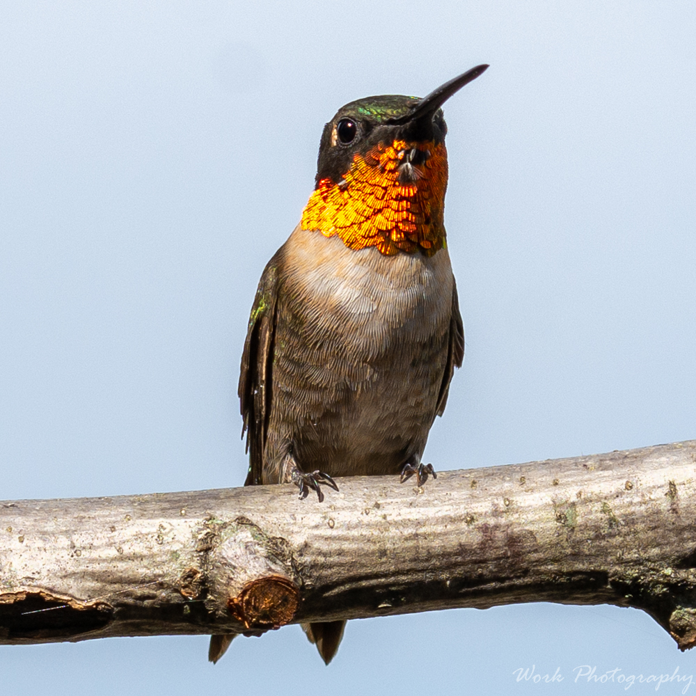 Hummers-0982.jpg