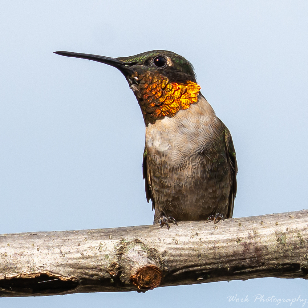 Hummers-0983.jpg